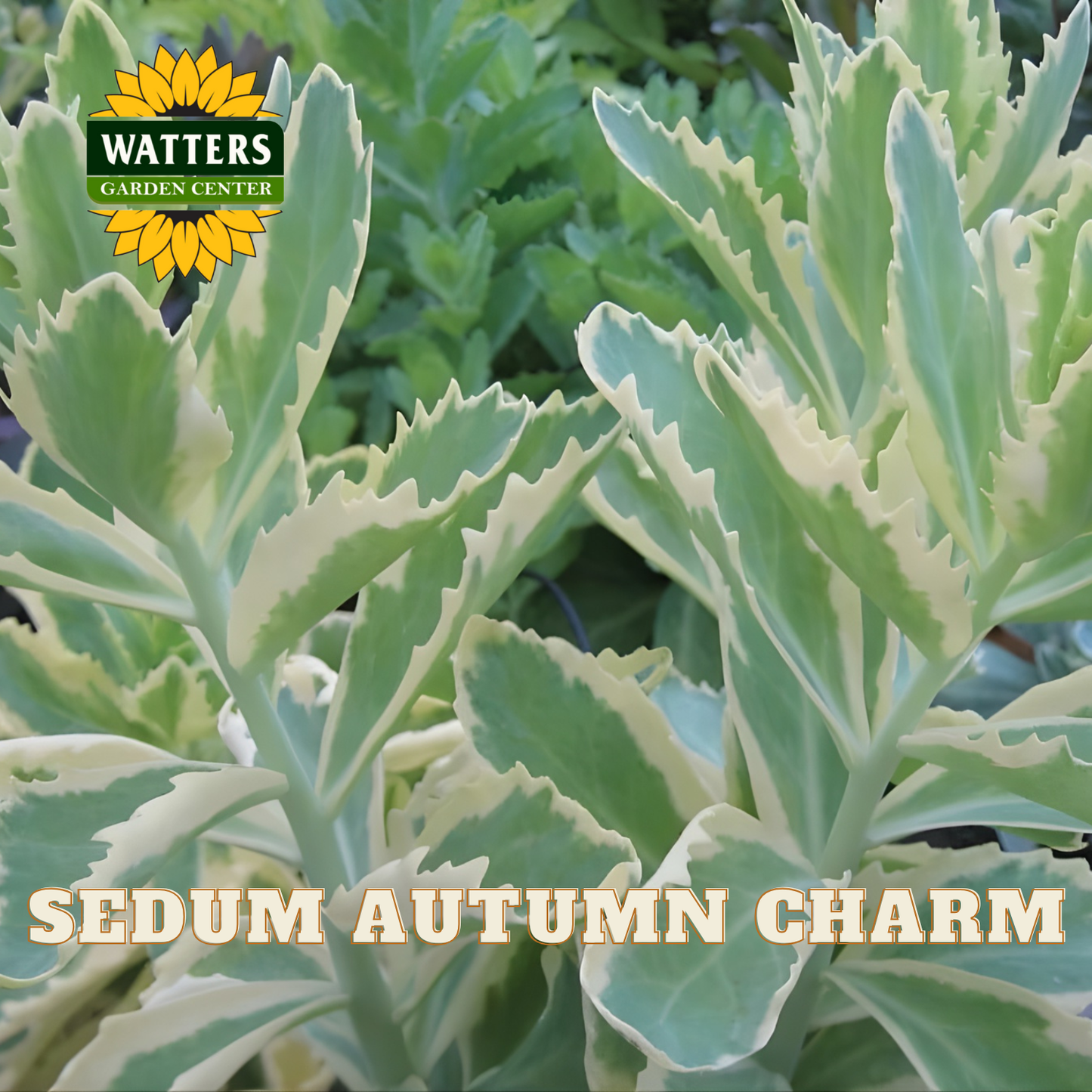Sedum plant with variegated leaves labeled 'Sedum Autumn Charm' and Watters Garden Center logo.