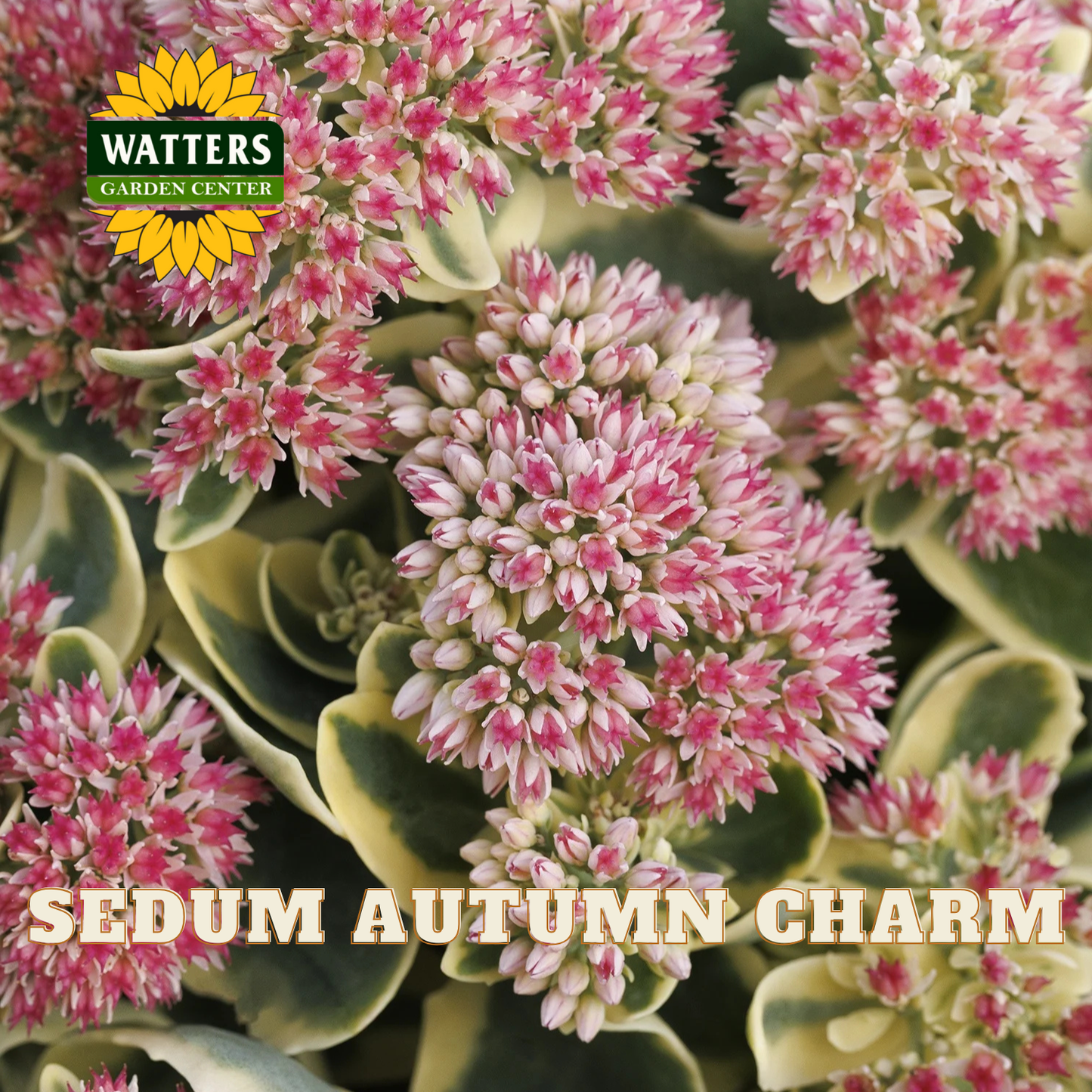 Close-up of Sedum Autumn Charm flowers with Watters Garden Center logo.