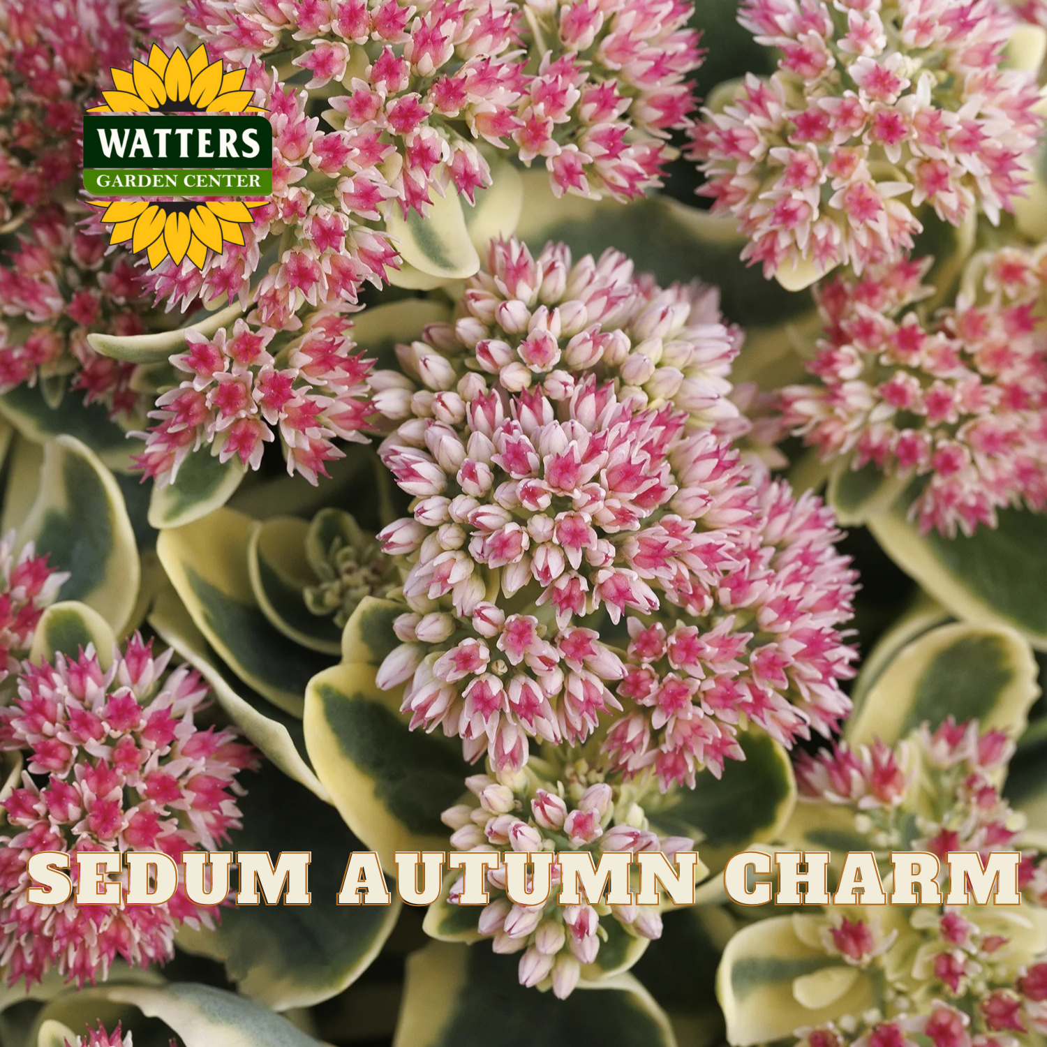Close-up of Sedum Autumn Charm flowers with Watters Garden Center logo.