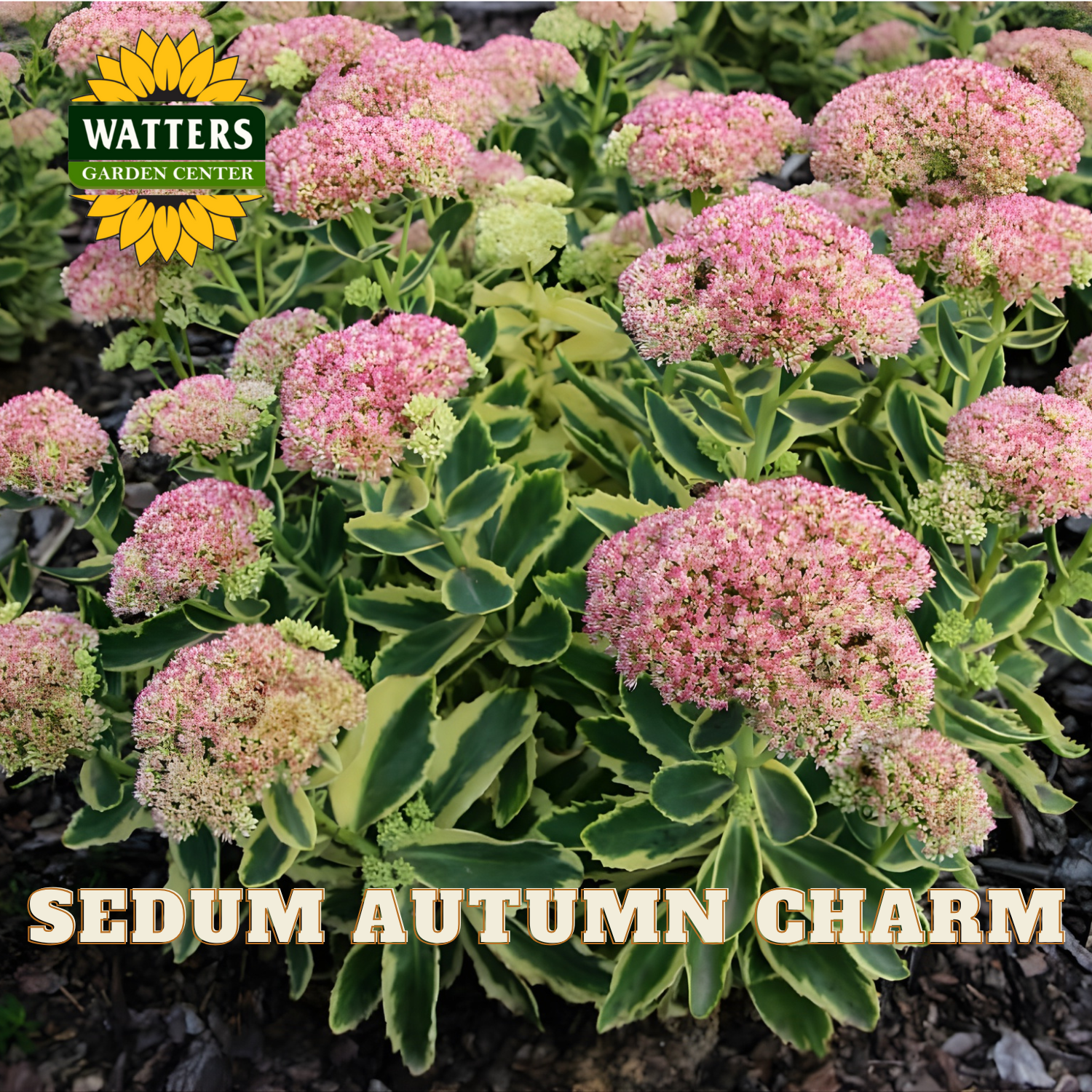Sedum plant with pink flowers and green leaves, labeled 'Watters Garden Center' and 'Sedum Autumn Charm'.
