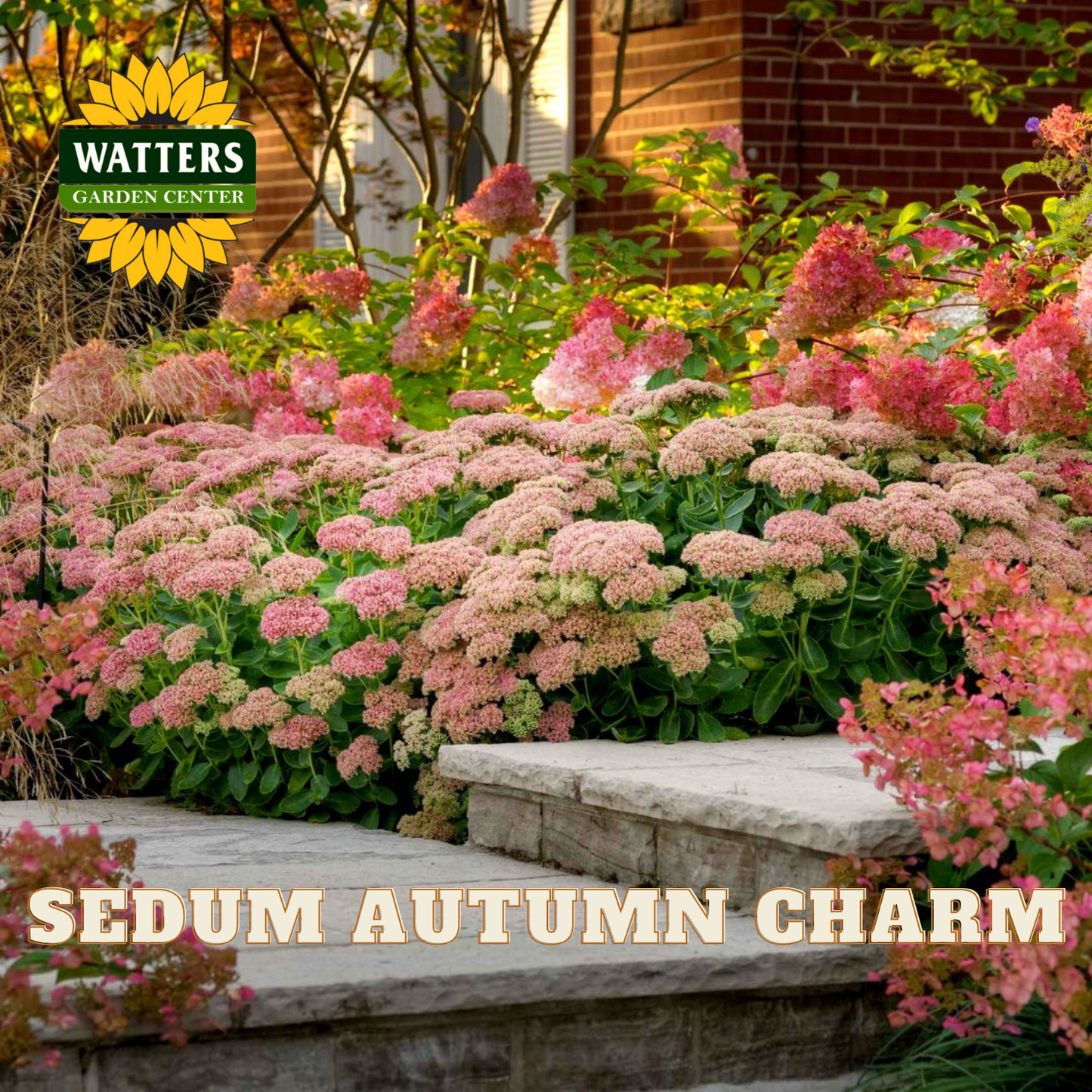 Garden scene with pink sedum plants and Watters Garden Center logo.