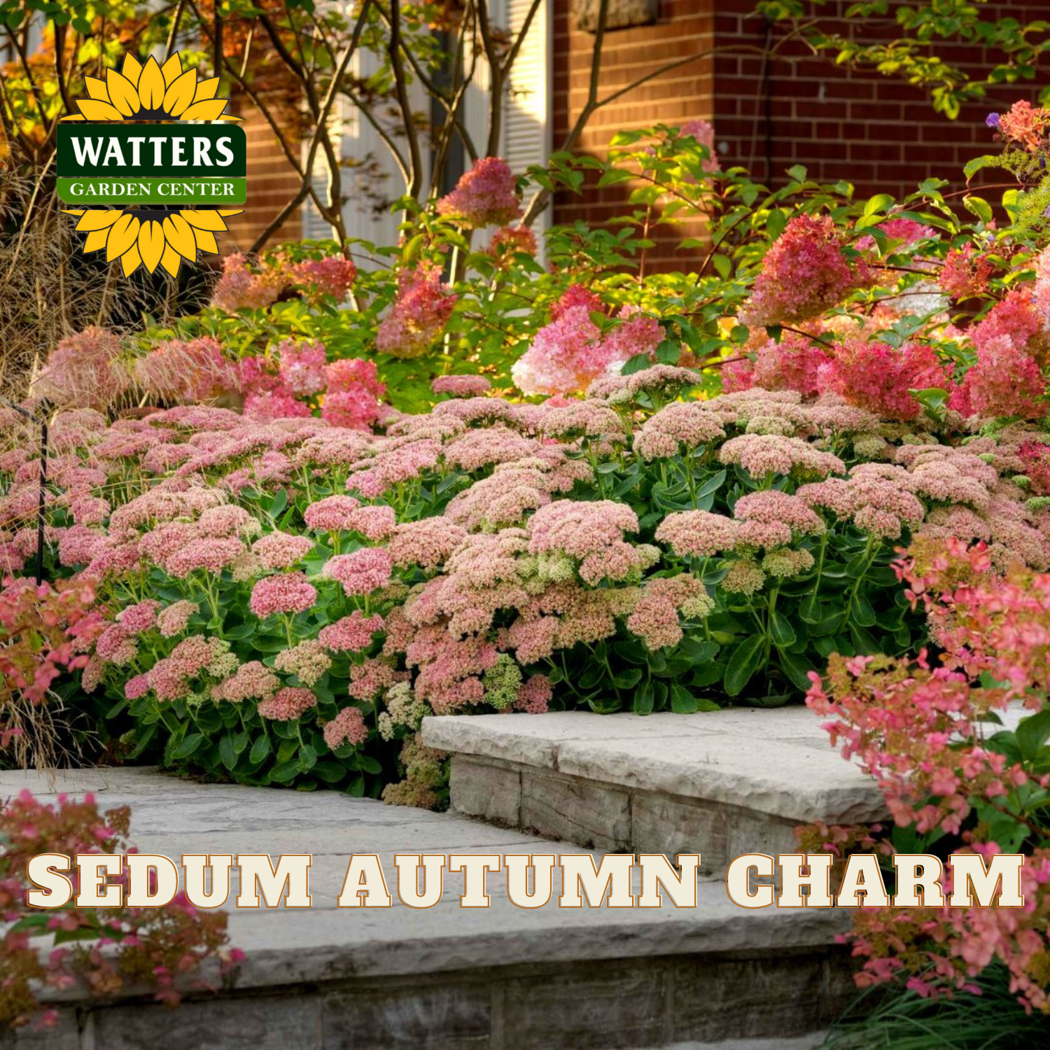 Garden scene with pink sedum plants and Watters Garden Center logo.