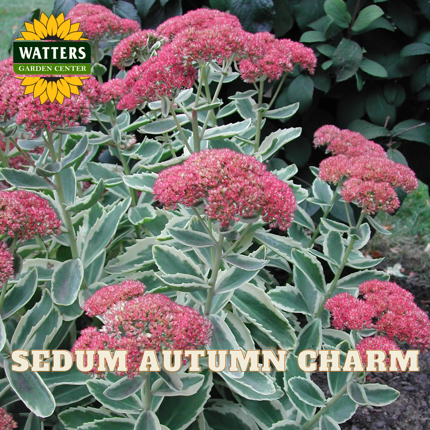 Sedum plant with pink flowers and green leaves, labeled 'Watters Garden Center' and 'Sedum Autumn Charm'.