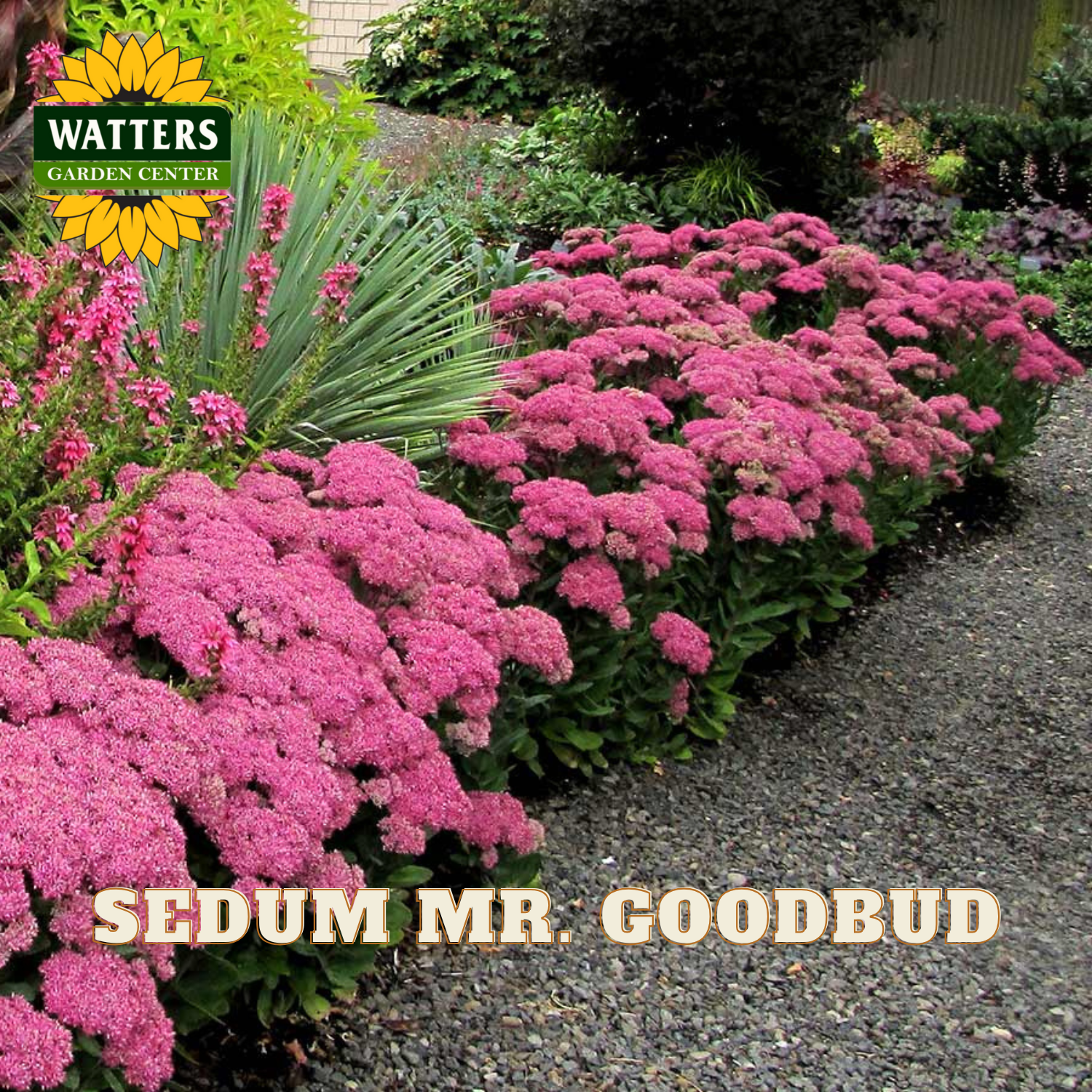 Pink Sedum plants with 'Watters Garden Center' logo and 'Sedum Mr. Goodbud' text.