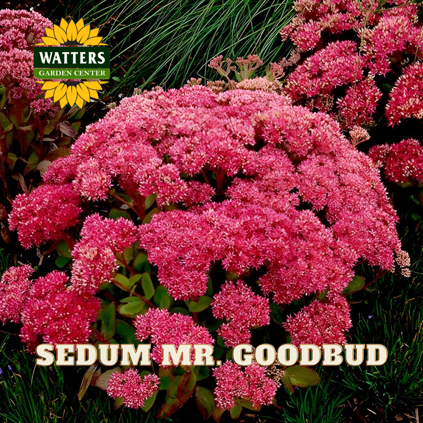 Pink Sedum flowers with Watters Garden Center logo in the corner