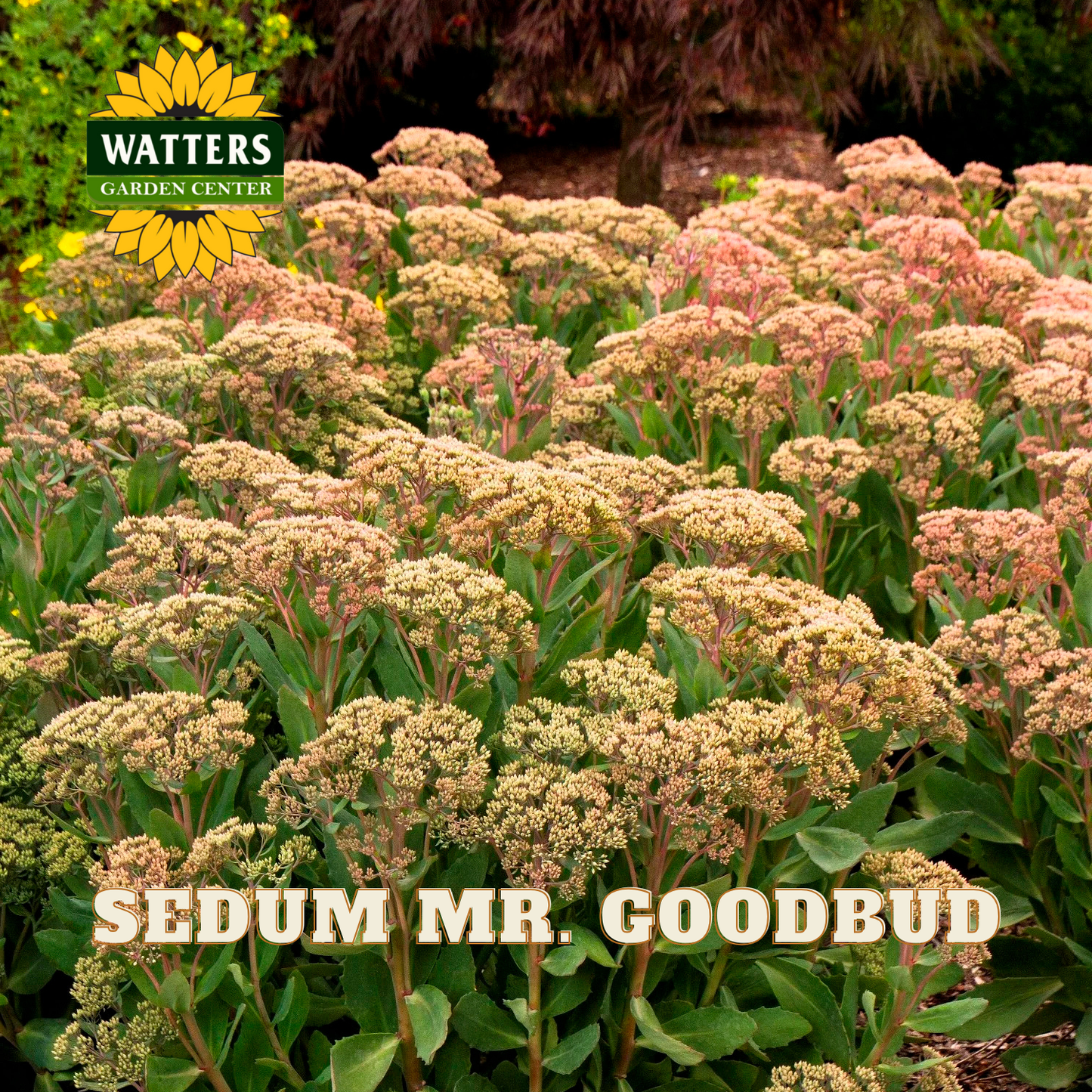 Row of Sedum Mr. Goodbud plants with Watters Garden Center logo.