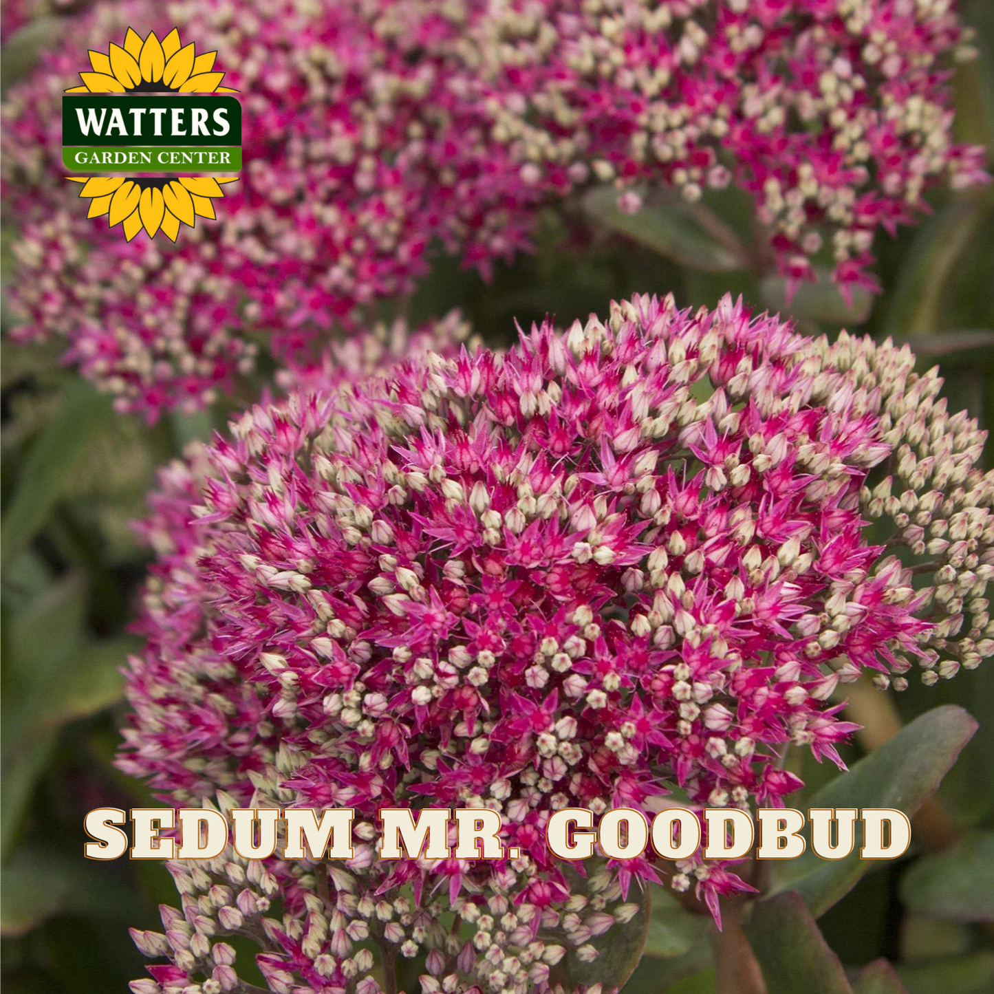 Close-up of pink Sedum flowers with Watters Garden Center logo.