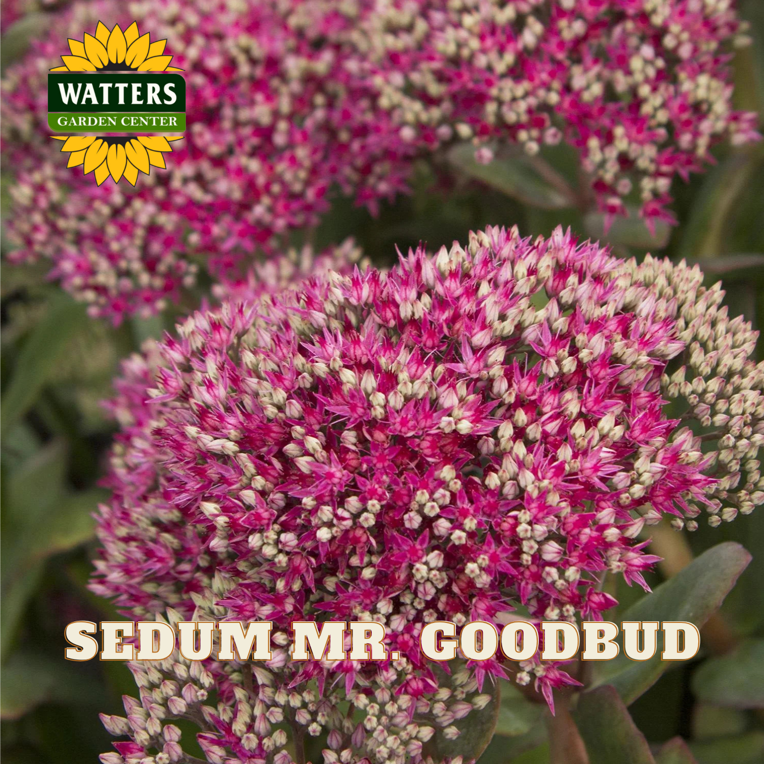 Close-up of pink Sedum flowers with Watters Garden Center logo.
