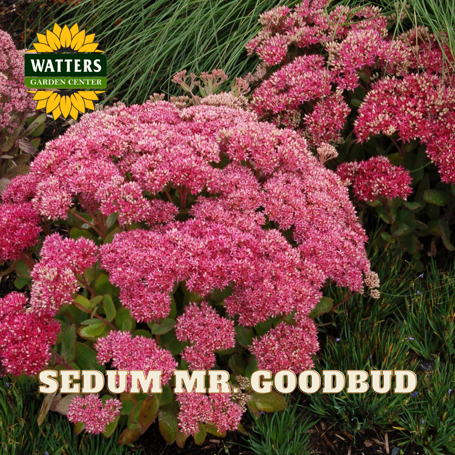 Pink sedum plants with Watters Garden Center logo and 'SEDUM MR. GOODBUD' text.