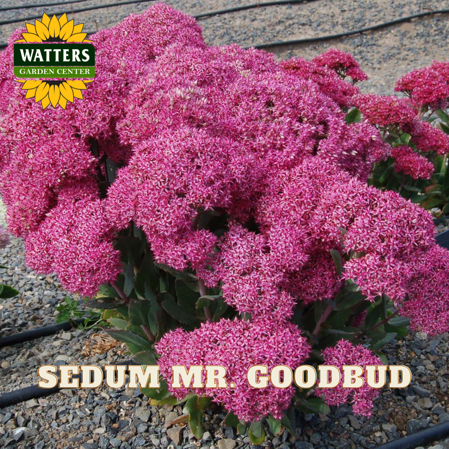 Pink sedum plant labeled 'SEDUM MR. GOODBUD' with Watters Garden Center branding.