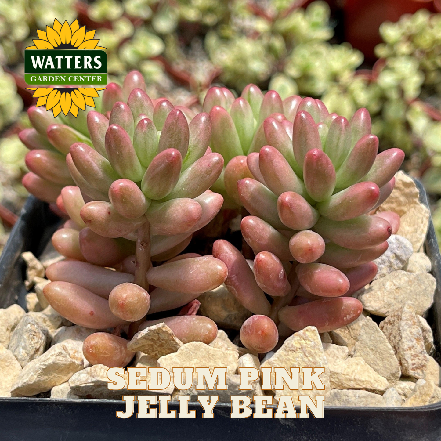 Sedum plant labeled 'Sedum Pink Jelly Bean' with Watters Garden Center logo.