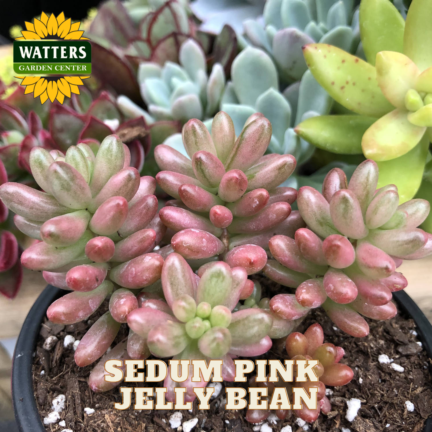 Sedum plant labeled 'Pink Jelly Bean' with Watters Garden Center branding.