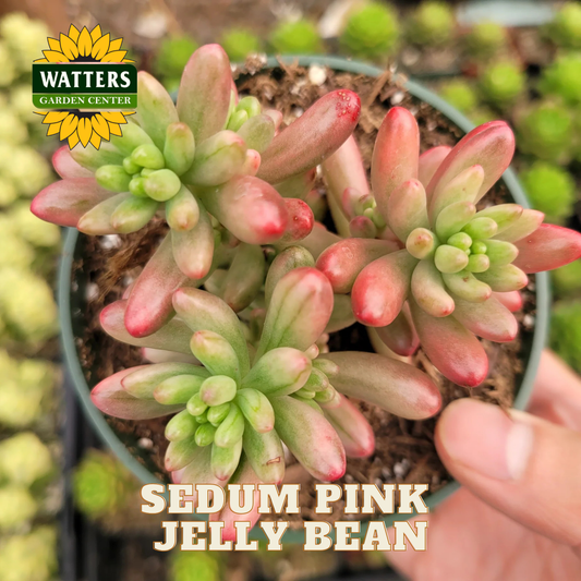 Potted Sedum Pink Jelly Bean plant held by a hand with Watters Garden Center logo.