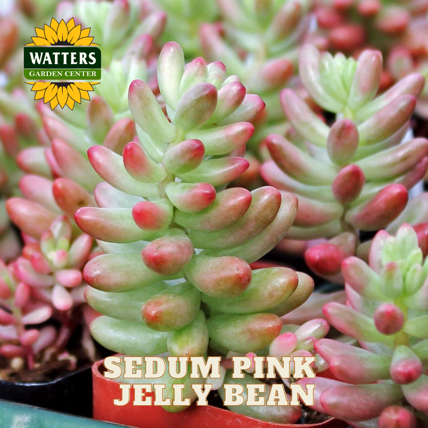 Sedum plants labeled 'Pink Jelly Bean' with Watters Garden Center logo.
