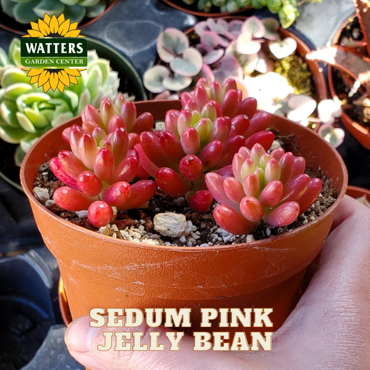 Potted Sedum Pink Jelly Bean plant held by a hand, with Watters Garden Center branding.