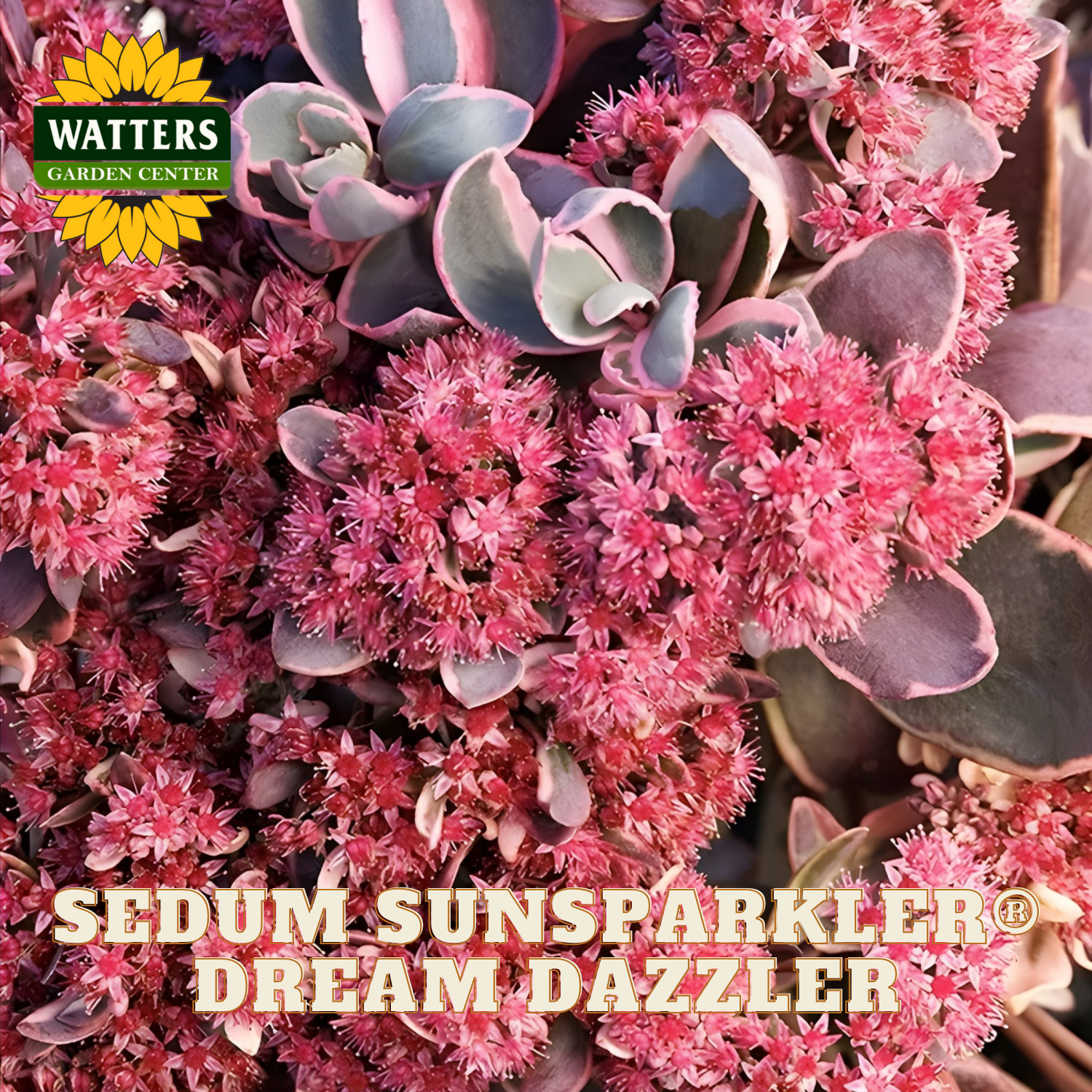 Close-up of Sedum Sunsparkler Dream Dazzler with Watters Garden Center branding.
