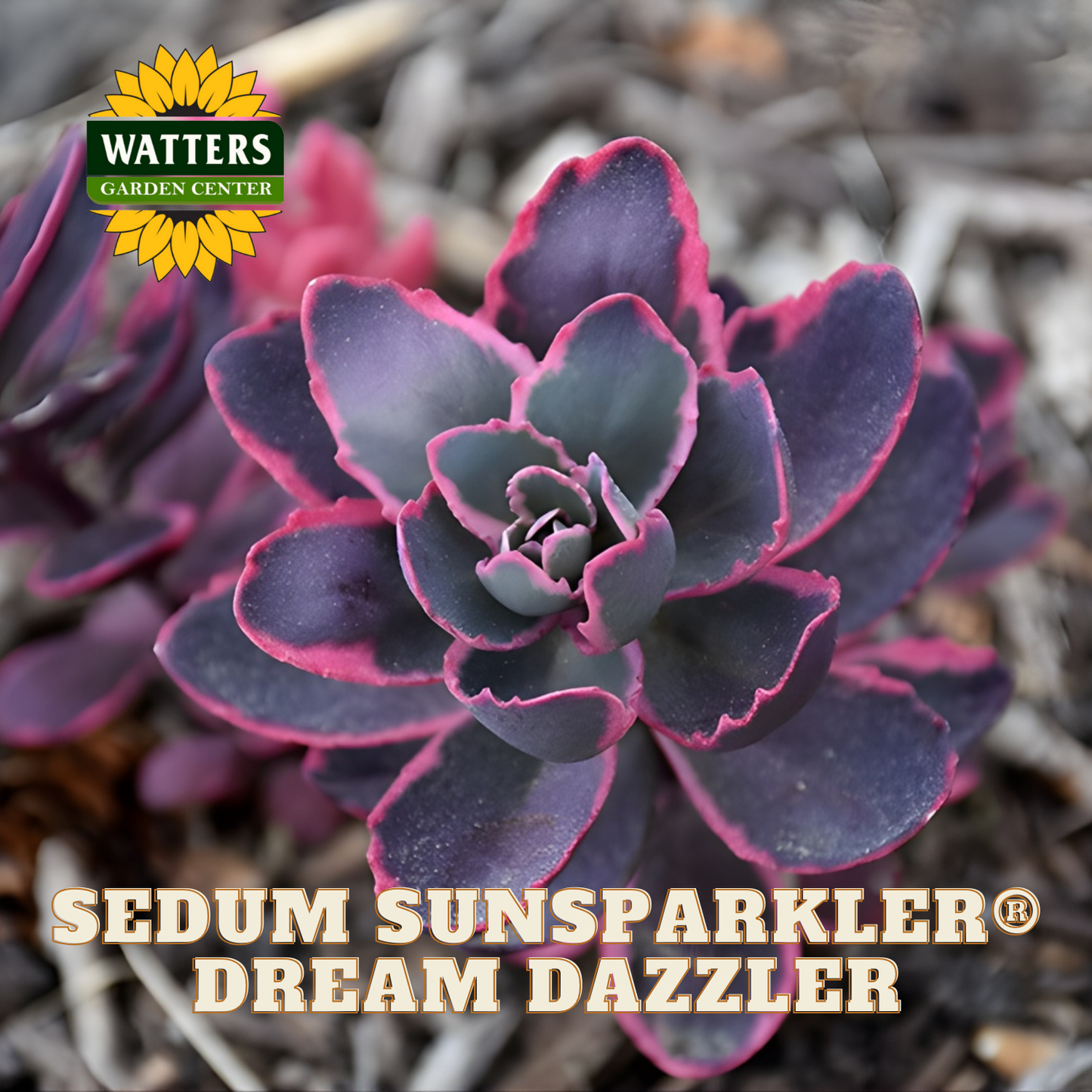 Sedum plant with pink edges labeled 'Sedum Sunsparkler Dream Dazzler' from Watters Garden Center.