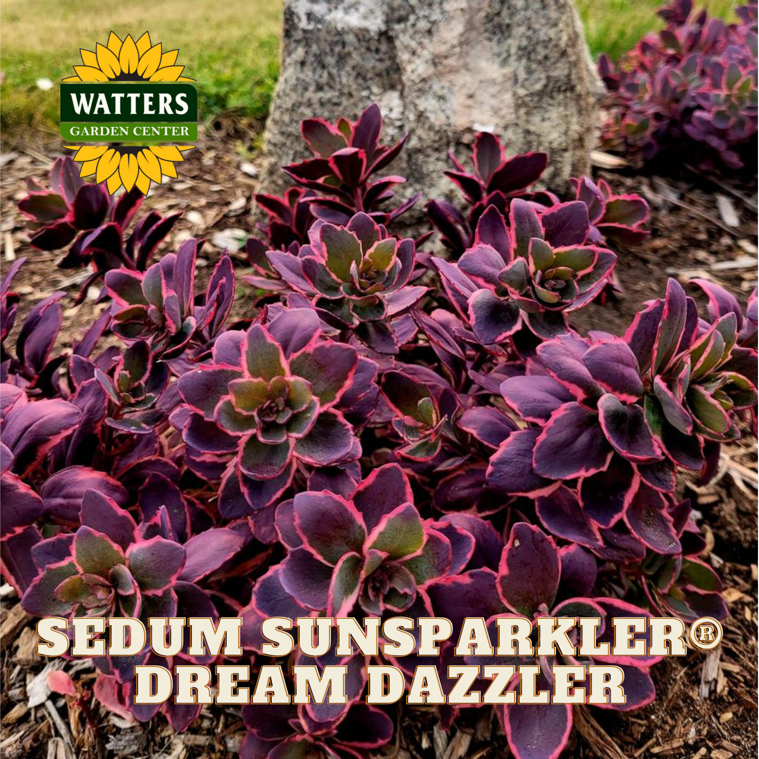 Purple Sedum plant with 'Watters Garden Center' logo and product name text.