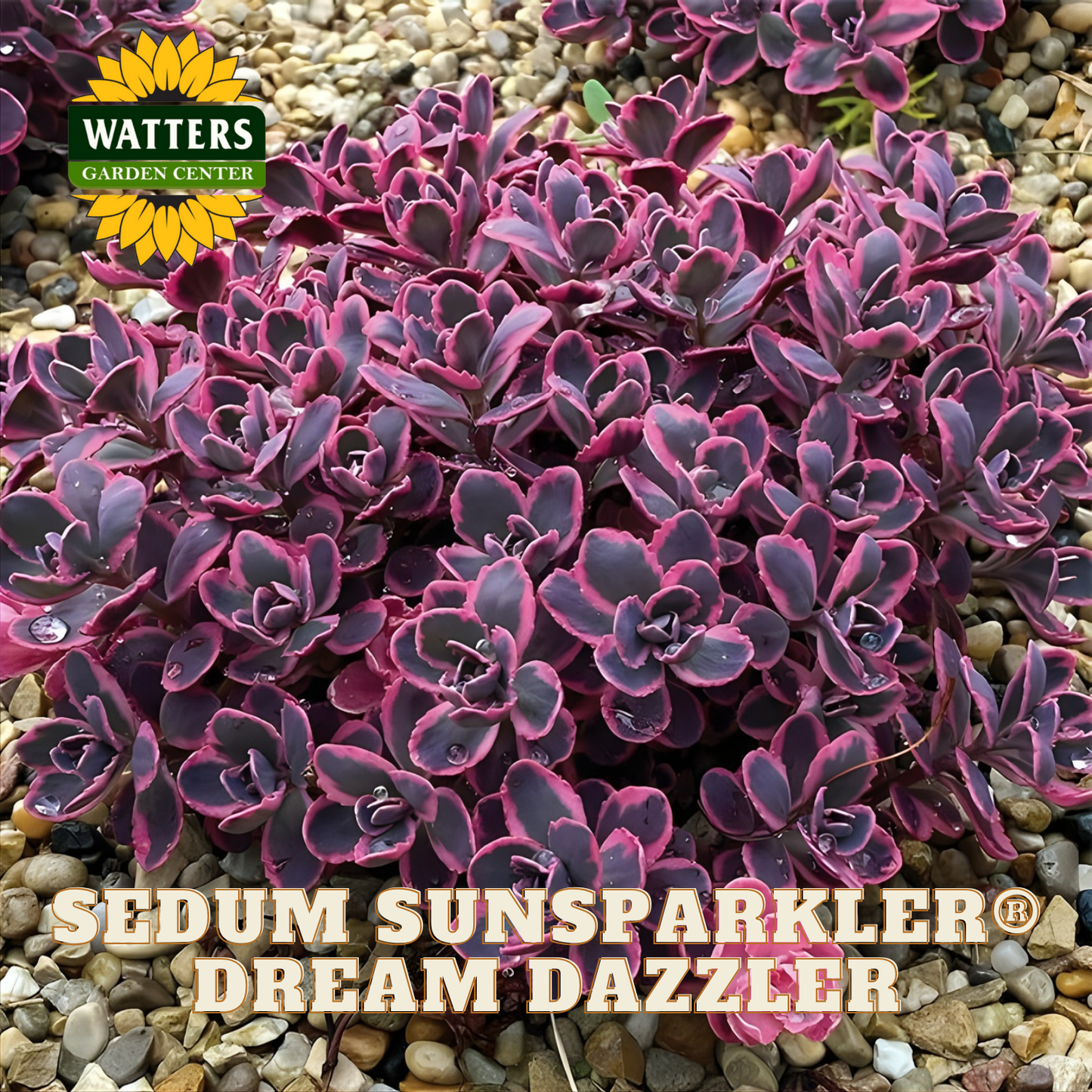 Purple Sedum plant with 'Watters Garden Center' logo and product name 'Sedum Sunsparkler Dream Dazzler'.