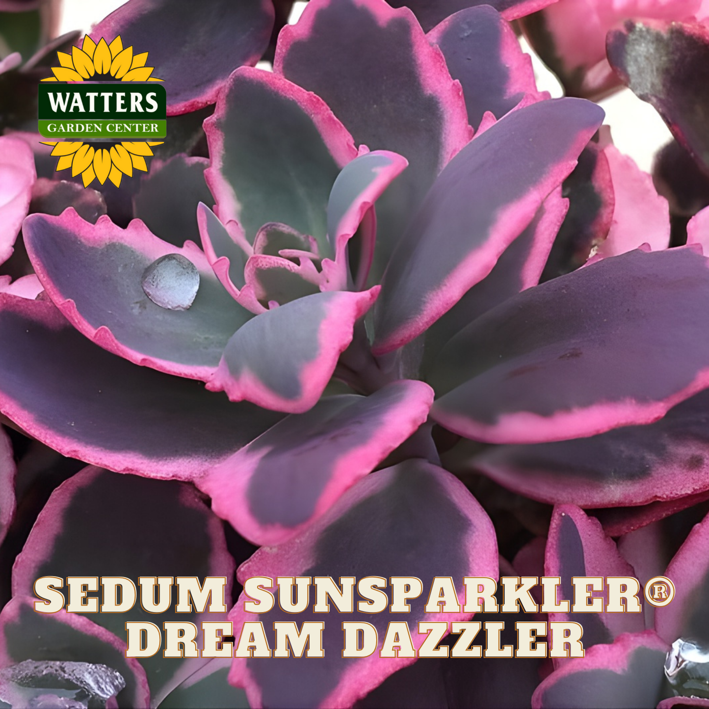 Close-up of a Sedum plant with pink and purple leaves, branded with Watters Garden Center.