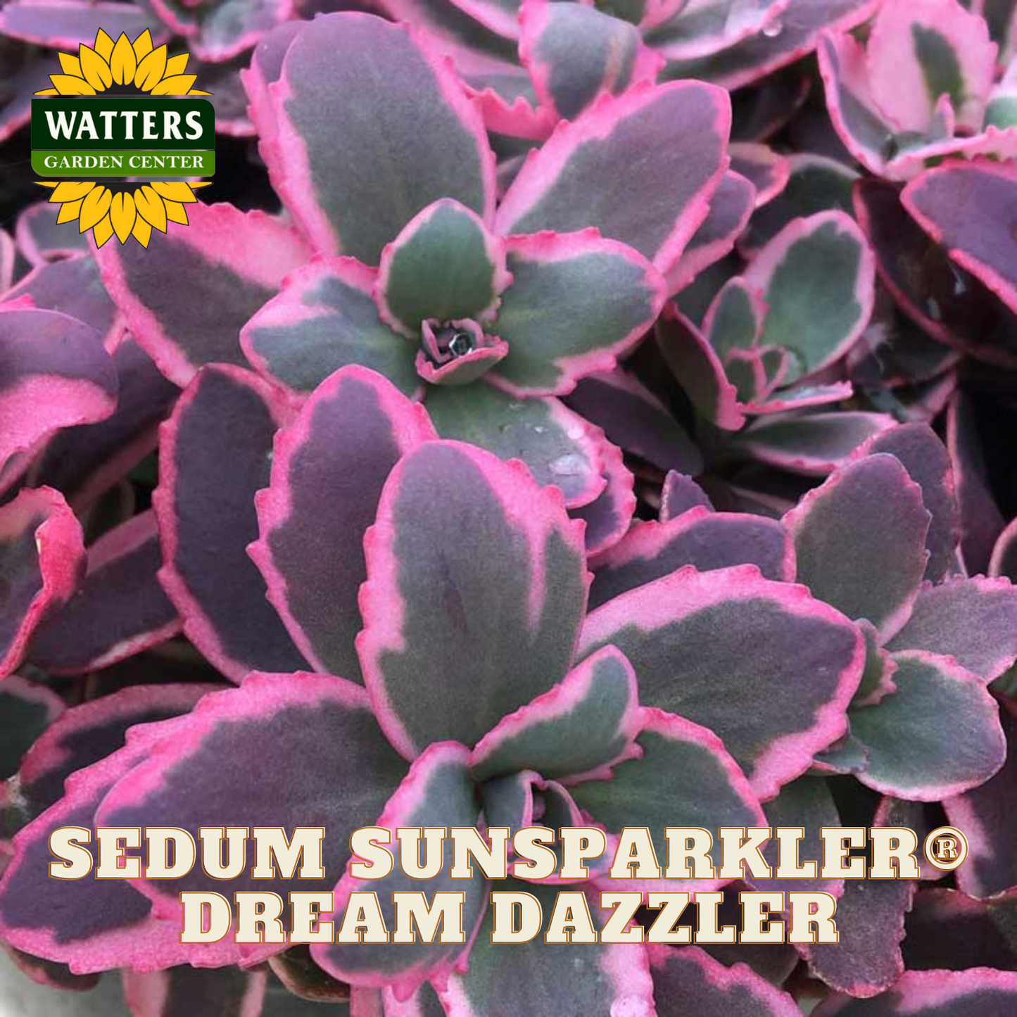 Sedum plant with pink and green leaves, labeled 'Sedum Sunsparkler Dream Dazzler' with Watters Garden Center branding.