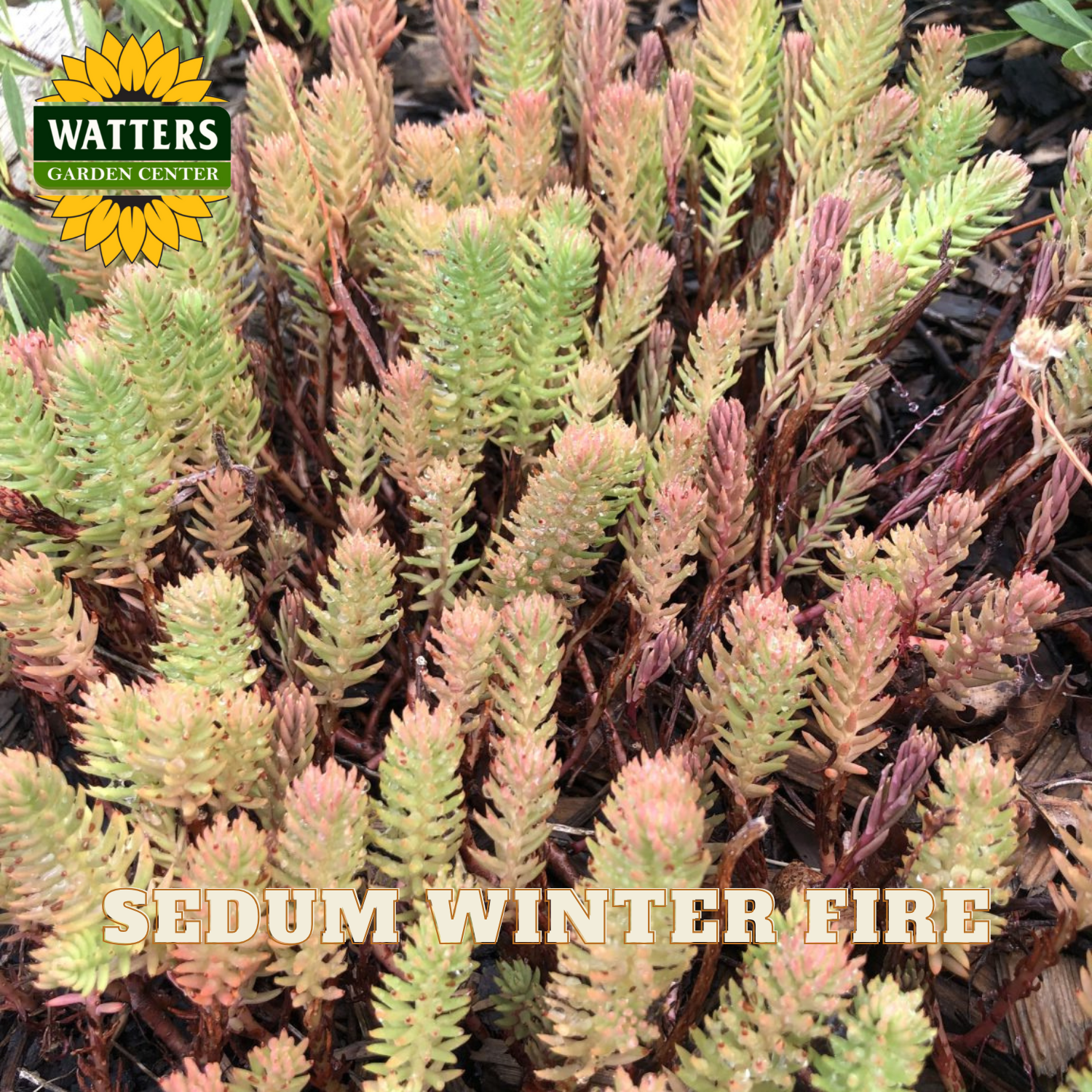 Sedum plant with 'Watters Garden Center' logo and 'Sedum Winter Fire' text.