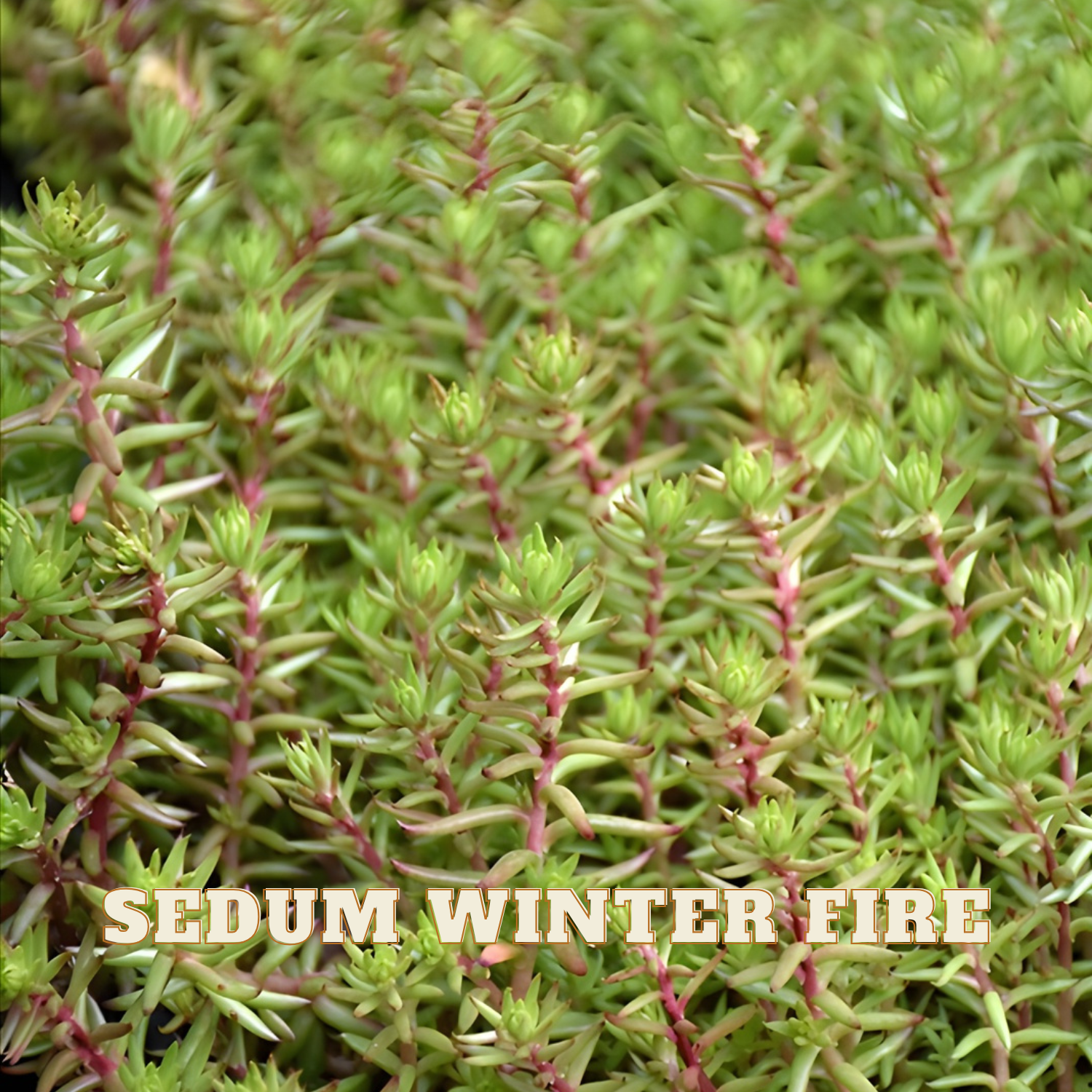 Sedum plant with green and red leaves labeled 'Sedum Winter Fire'.