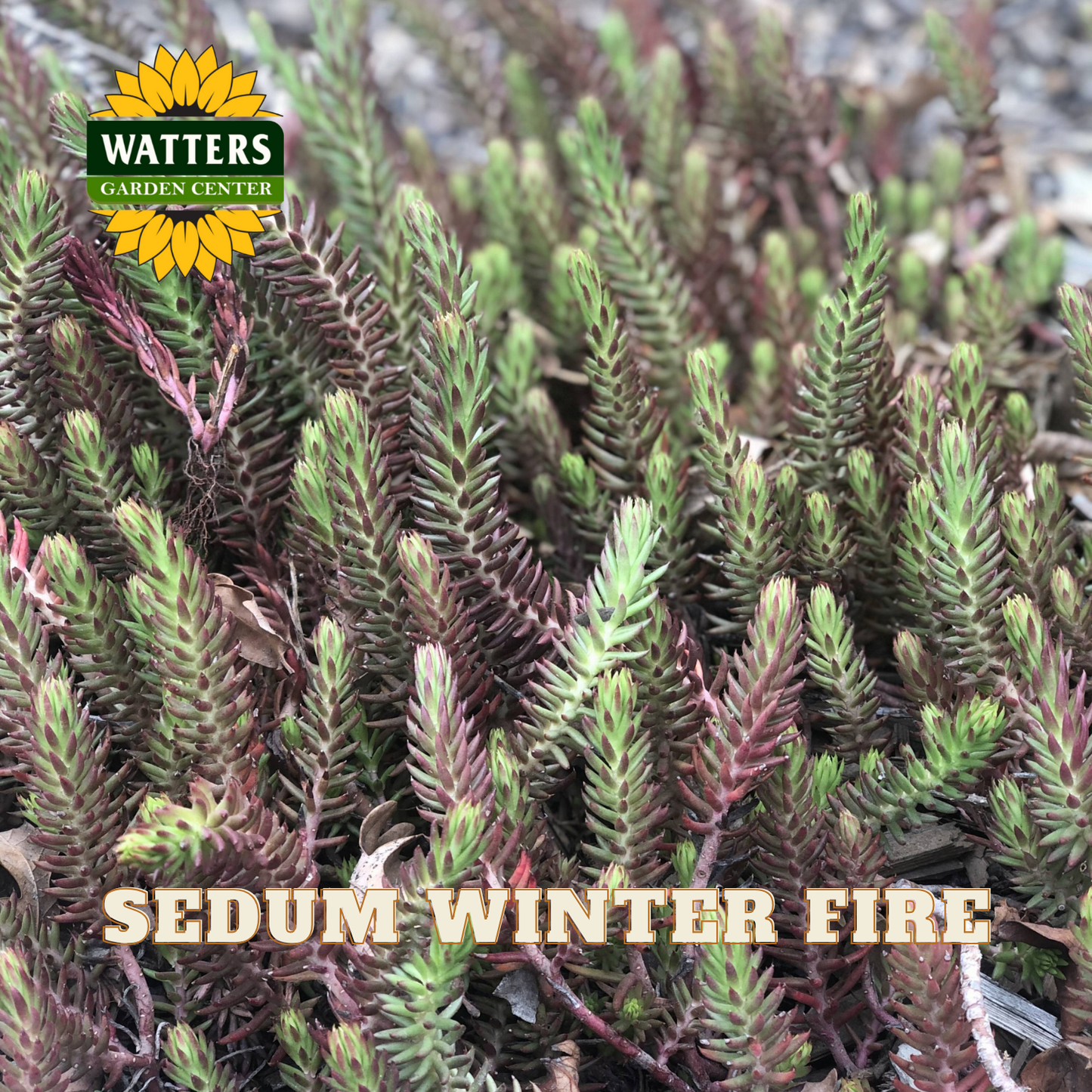 Sedum plant with 'Watters Garden Center' logo and 'Sedum Winter Fire' text.