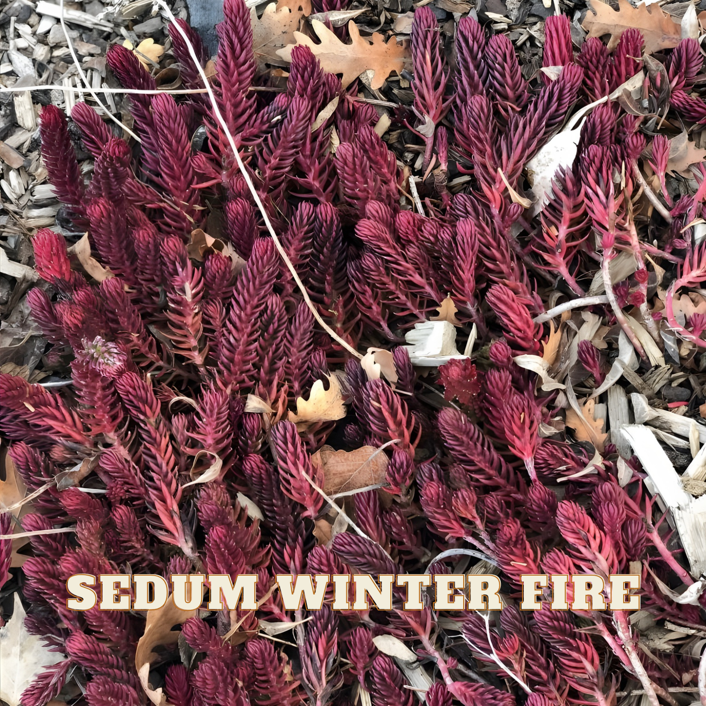 Sedum plant labeled 'Winter Fire' with dried leaves and mulch in the background
