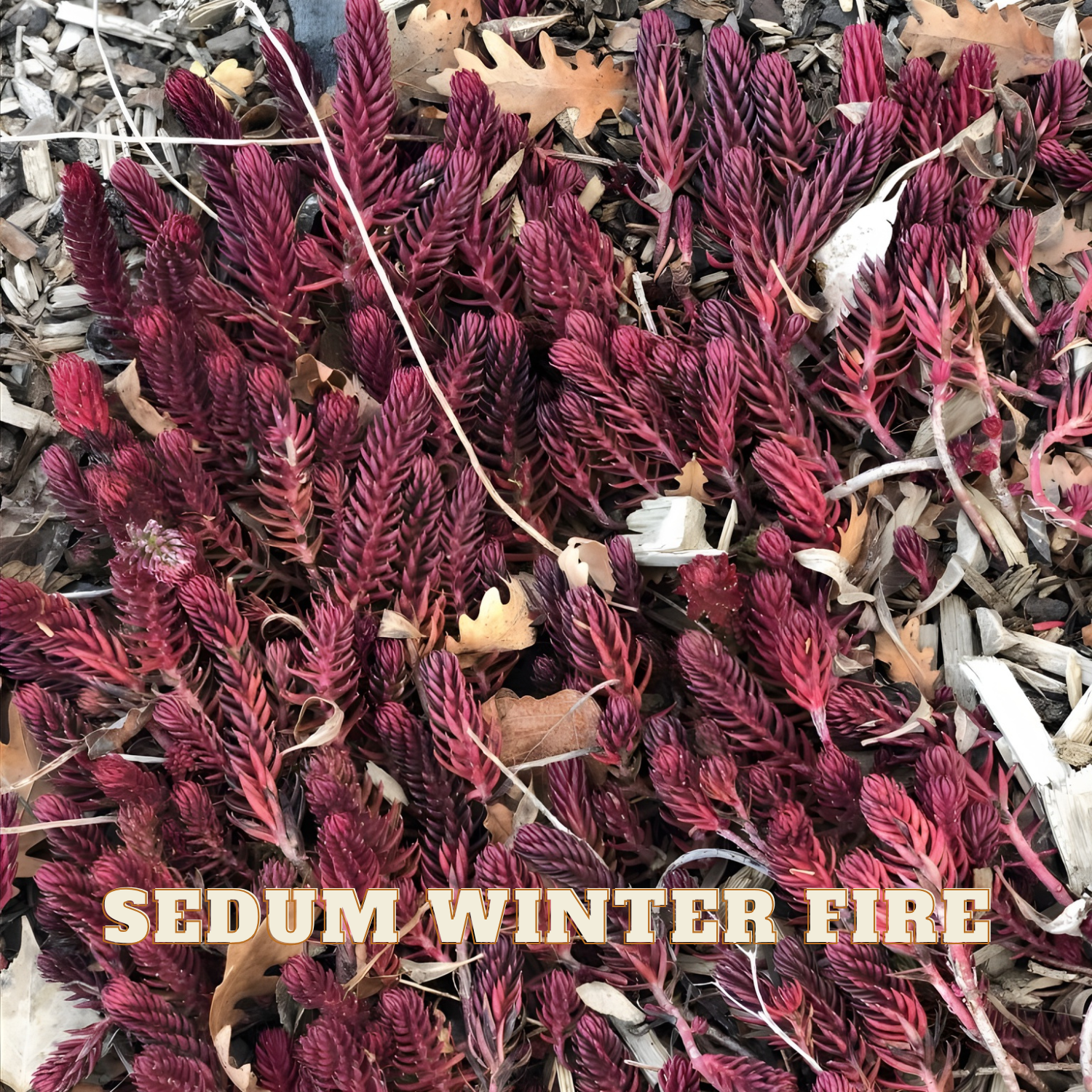 Sedum plant labeled 'Winter Fire' with dried leaves and mulch in the background