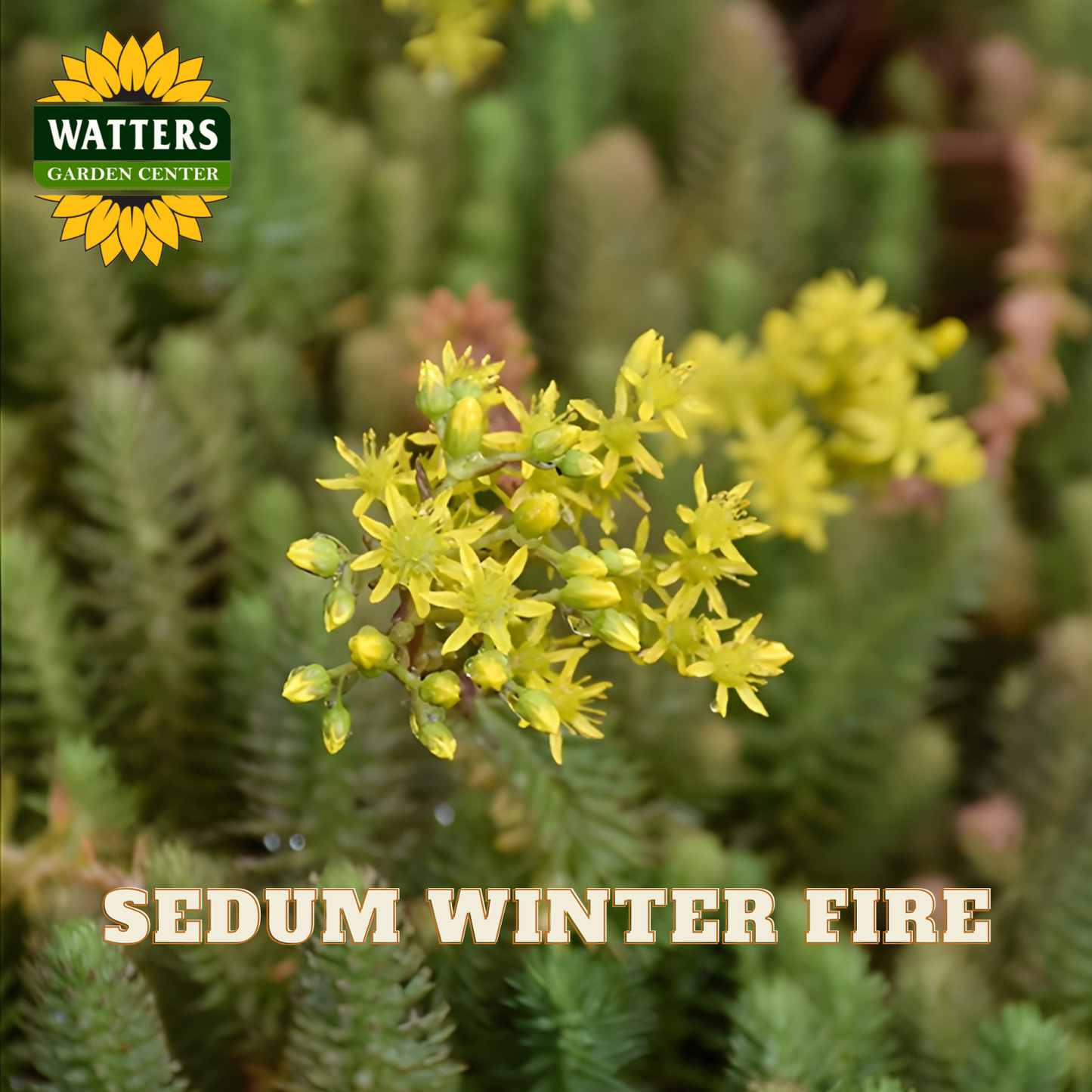 Sedum plant with yellow flowers labeled 'Sedum Winter Fire' from Watters Garden Center.