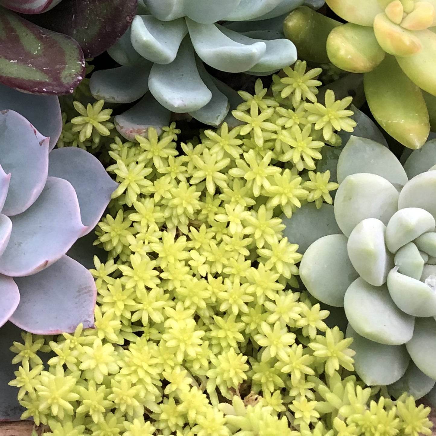 Tokyo Sun Sedum