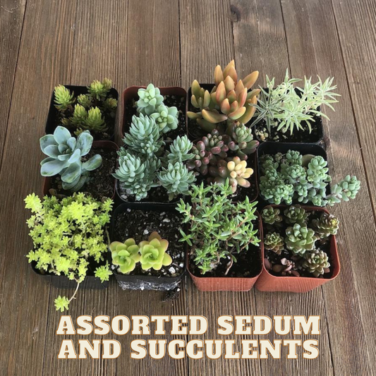 ASSORTED SEDUM AND SUCCULENT 4in