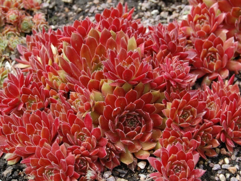 ROYAL RUBY HENS & CHICKS 1gal