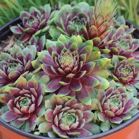 RUBY HEARTS HENS & CHICKS 1gal