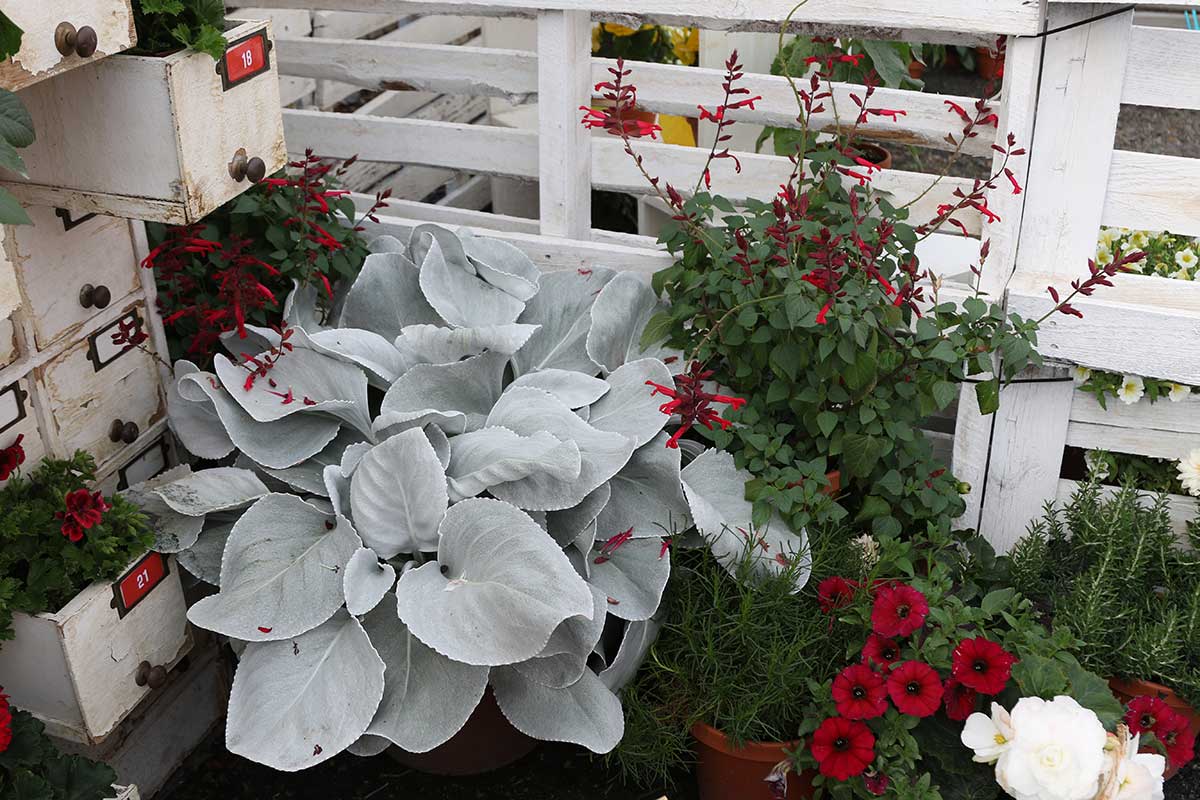 ANGEL WINGS SENECIO 1 gal