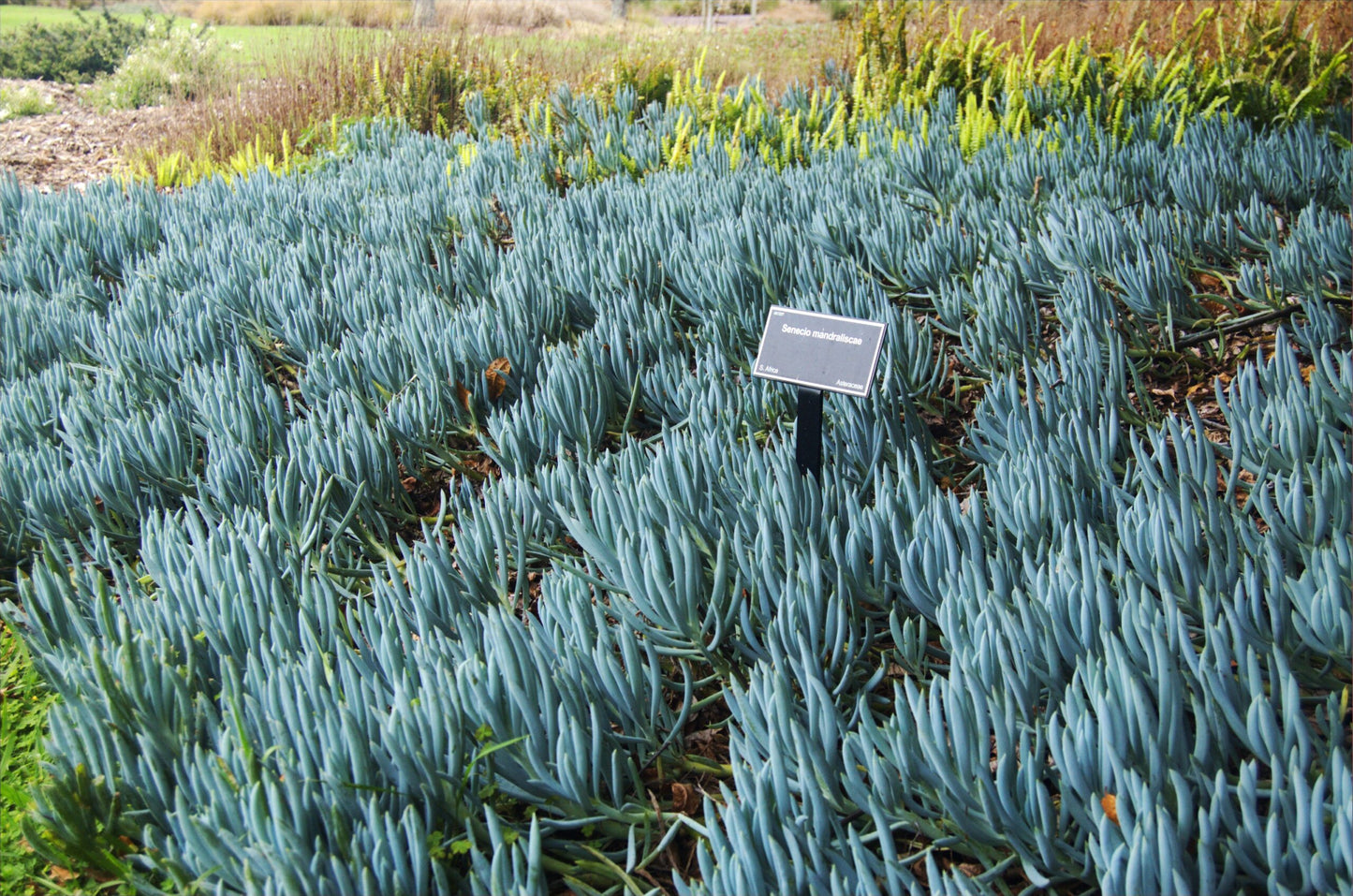 Senecio Blue Chalk Sticks