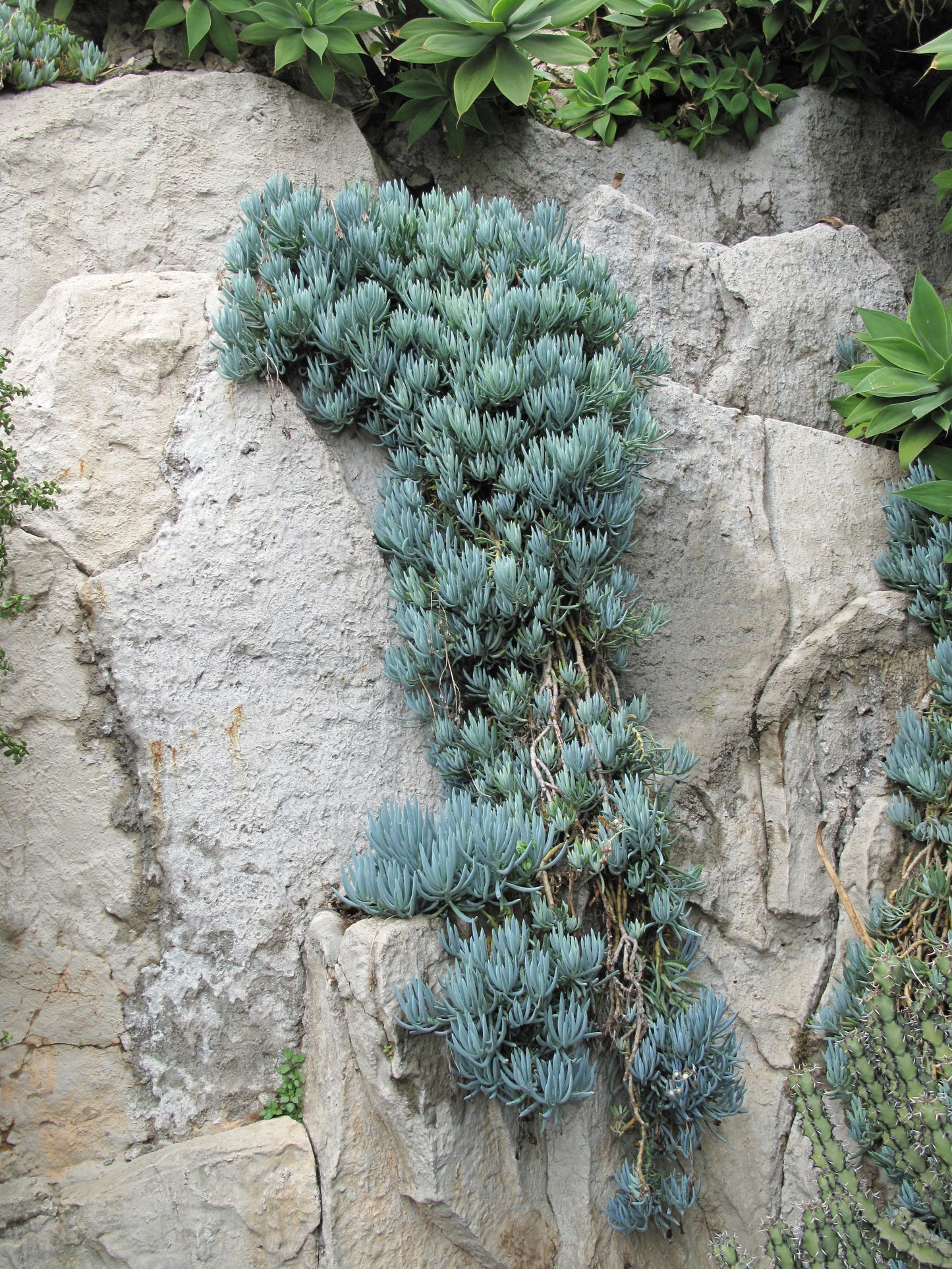 Senecio Blue Chalk Sticks