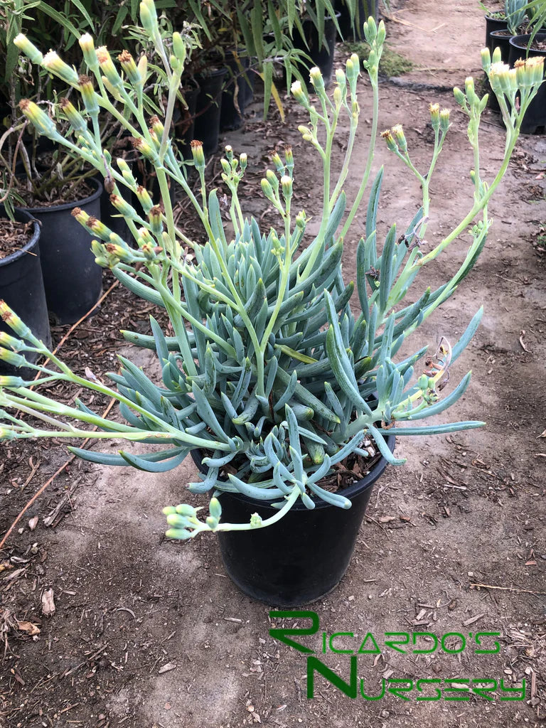 Senecio Blue Chalk Sticks