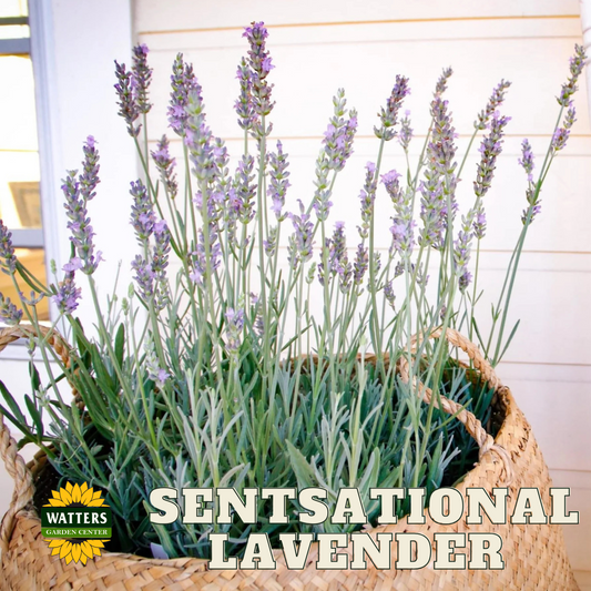 SENSATIONAL LAVENDER 1gal