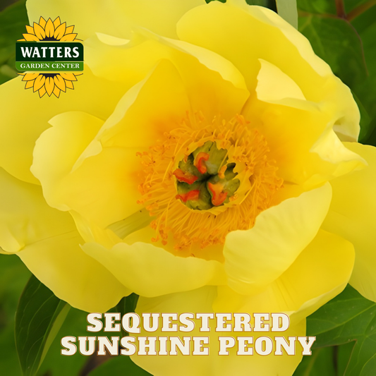 Close-up of a yellow peony flower with 'Watters Garden Center' logo and text overlay.