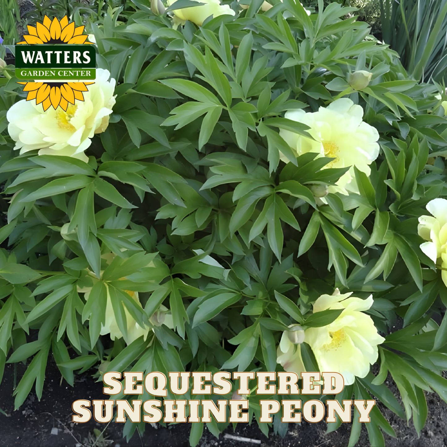 Sequestered Sunshine Peony plant with Watters Garden Center logo.
