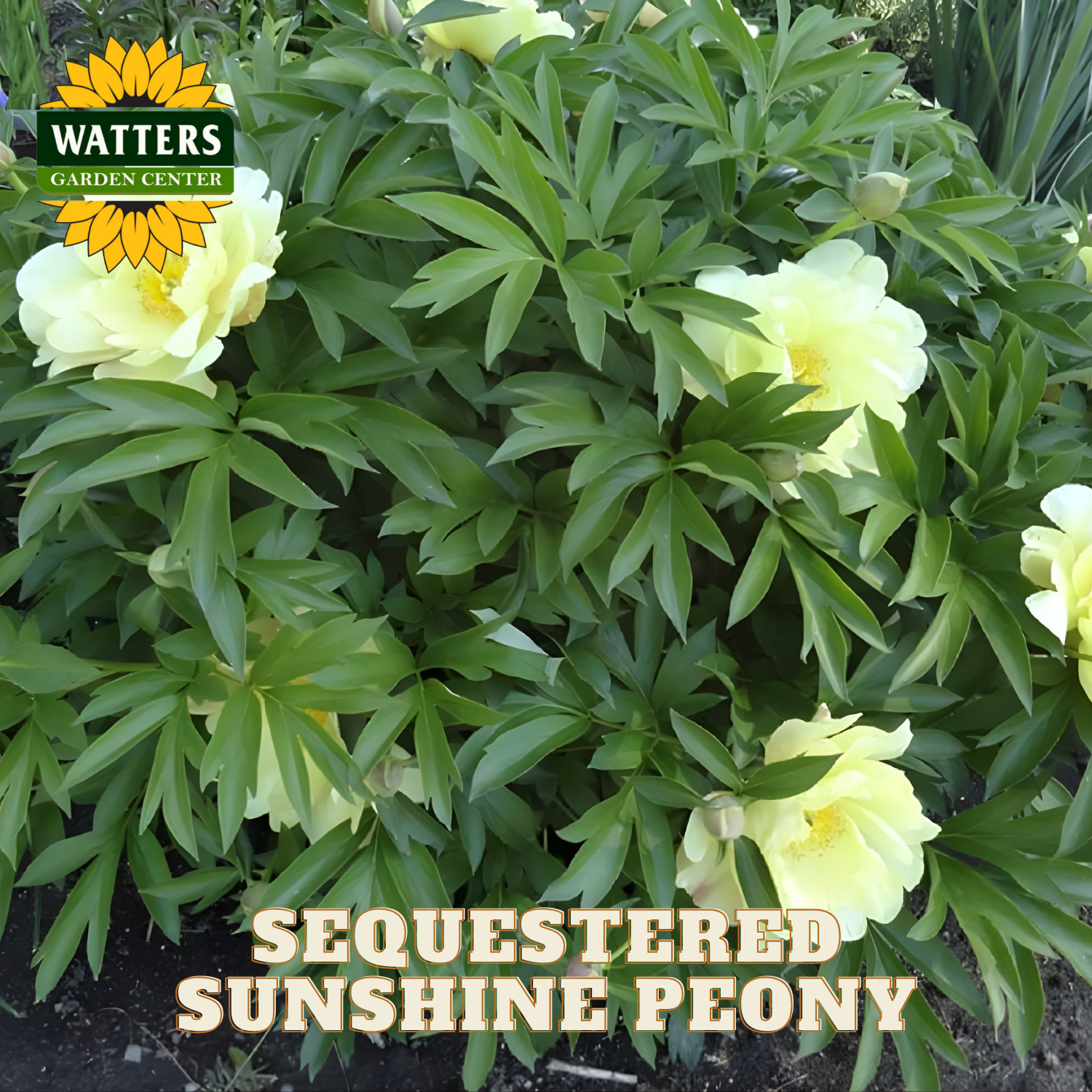 Sequestered Sunshine Peony plant with Watters Garden Center logo.