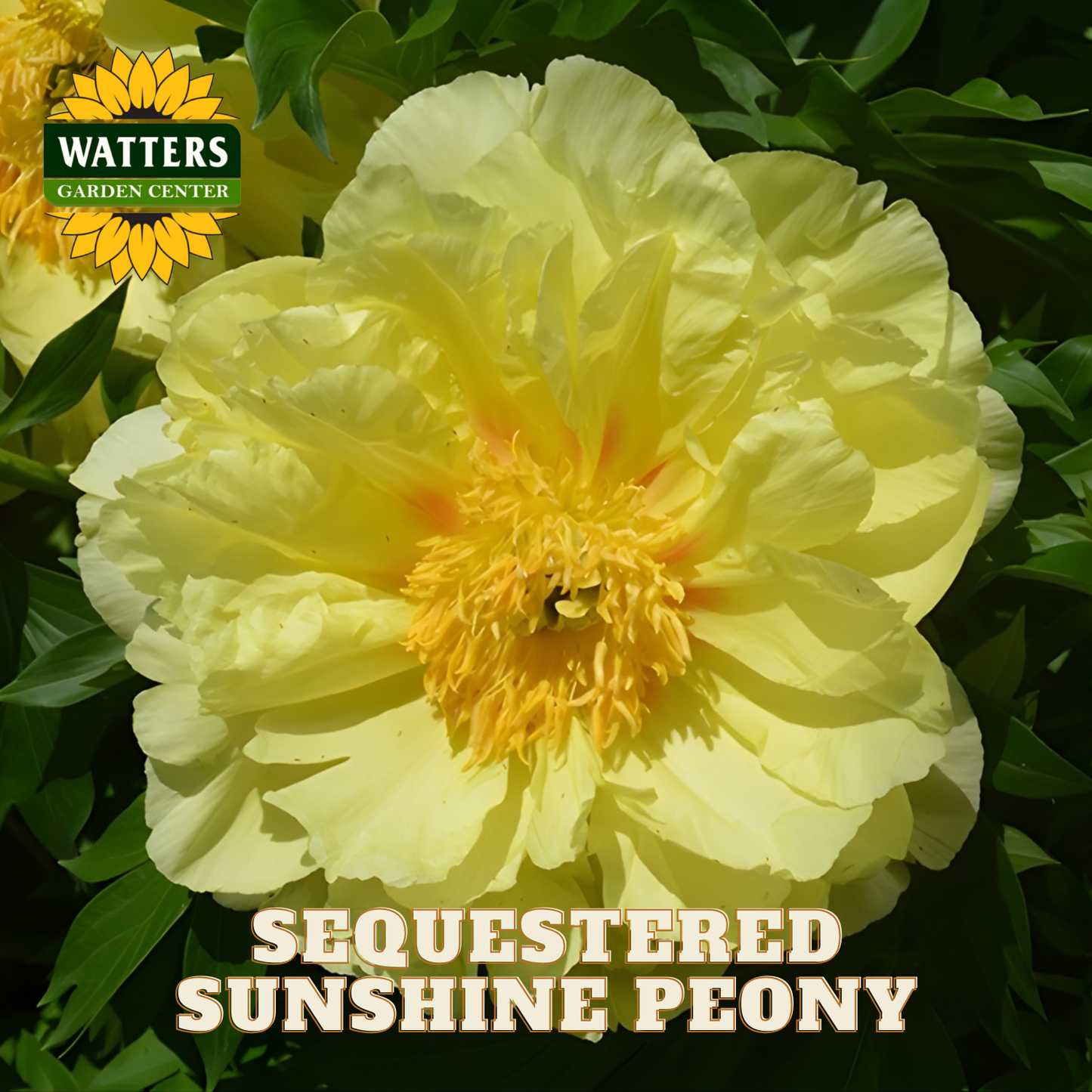 Yellow peony flower with green leaves and Watters Garden Center logo.
