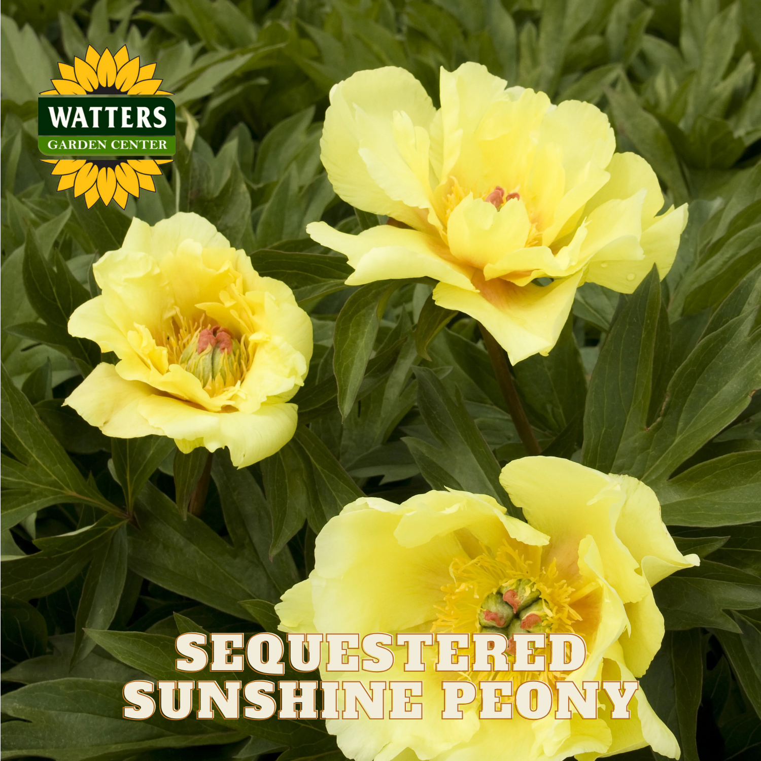 Yellow peony flowers with Watters Garden Center logo and 'Sequestered Sunshine Peony' text.