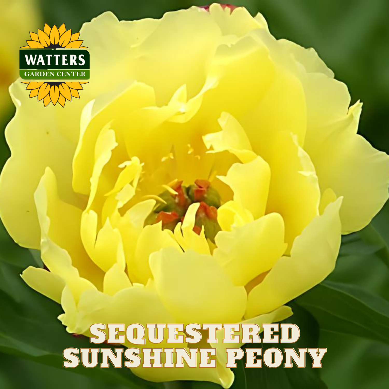 Yellow peony flower with 'Watters Garden Center' logo and text overlay.