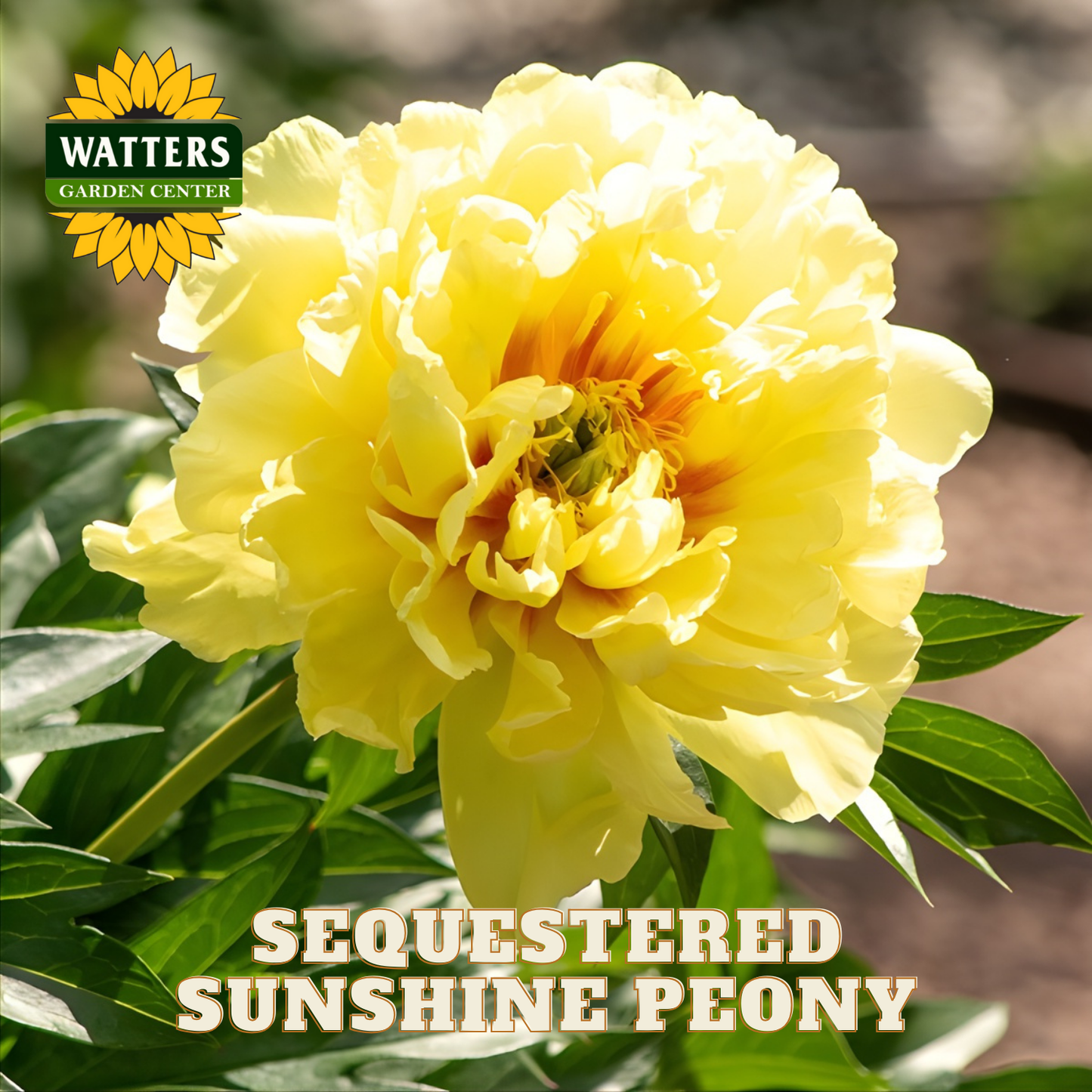 Yellow peony flower with green leaves and 'Watters Garden Center' logo.