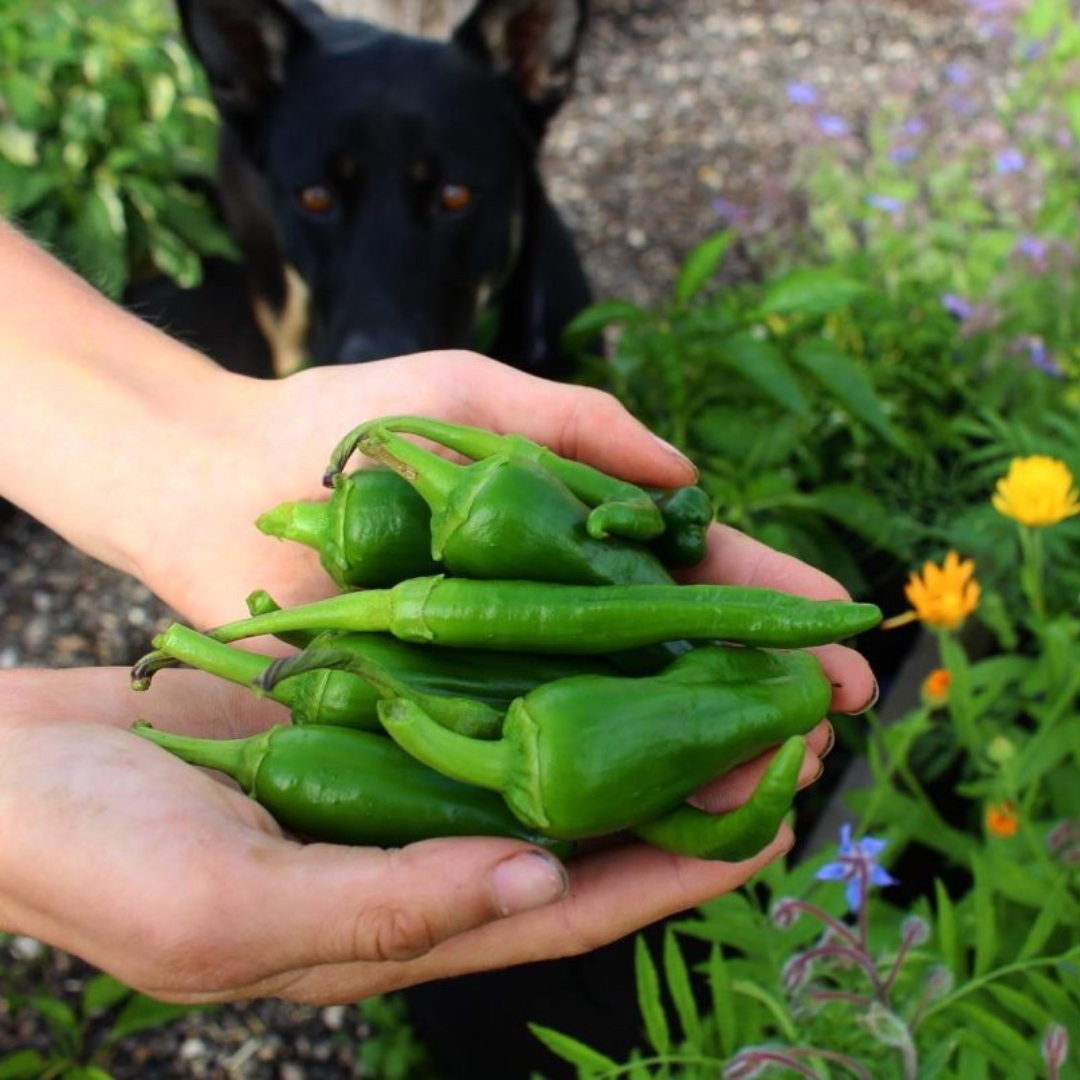 Serrano Pepper - Pre Order