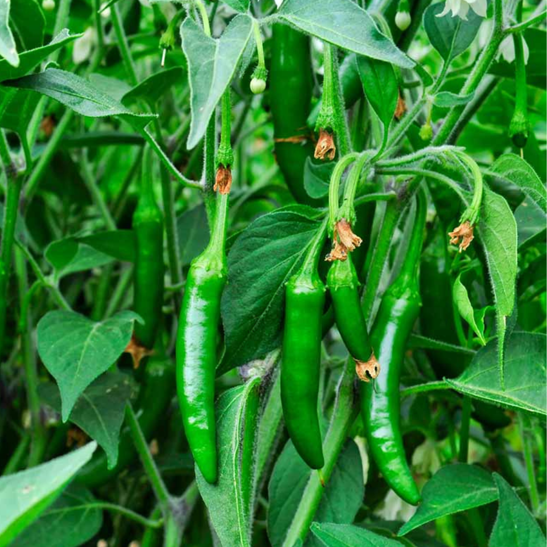 Serrano Pepper - Pre Order