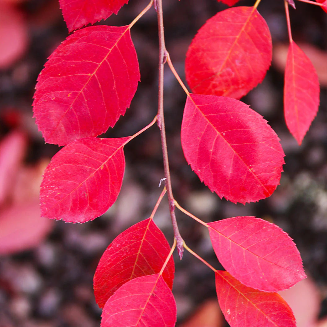 AUTUMN BRILLIANCE SERVICEBERRY 5gal